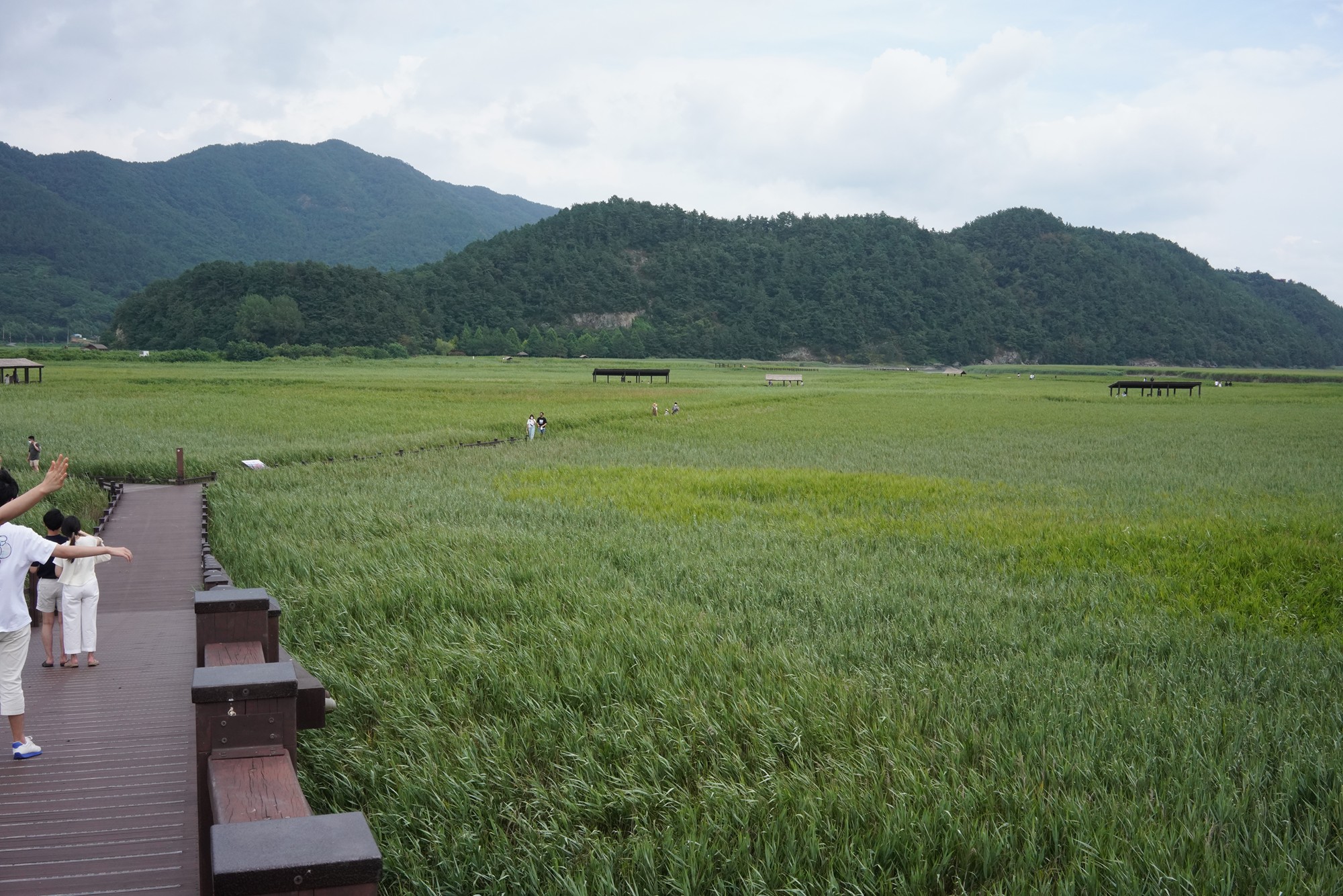 Suncheonman Bay Wetland (28)