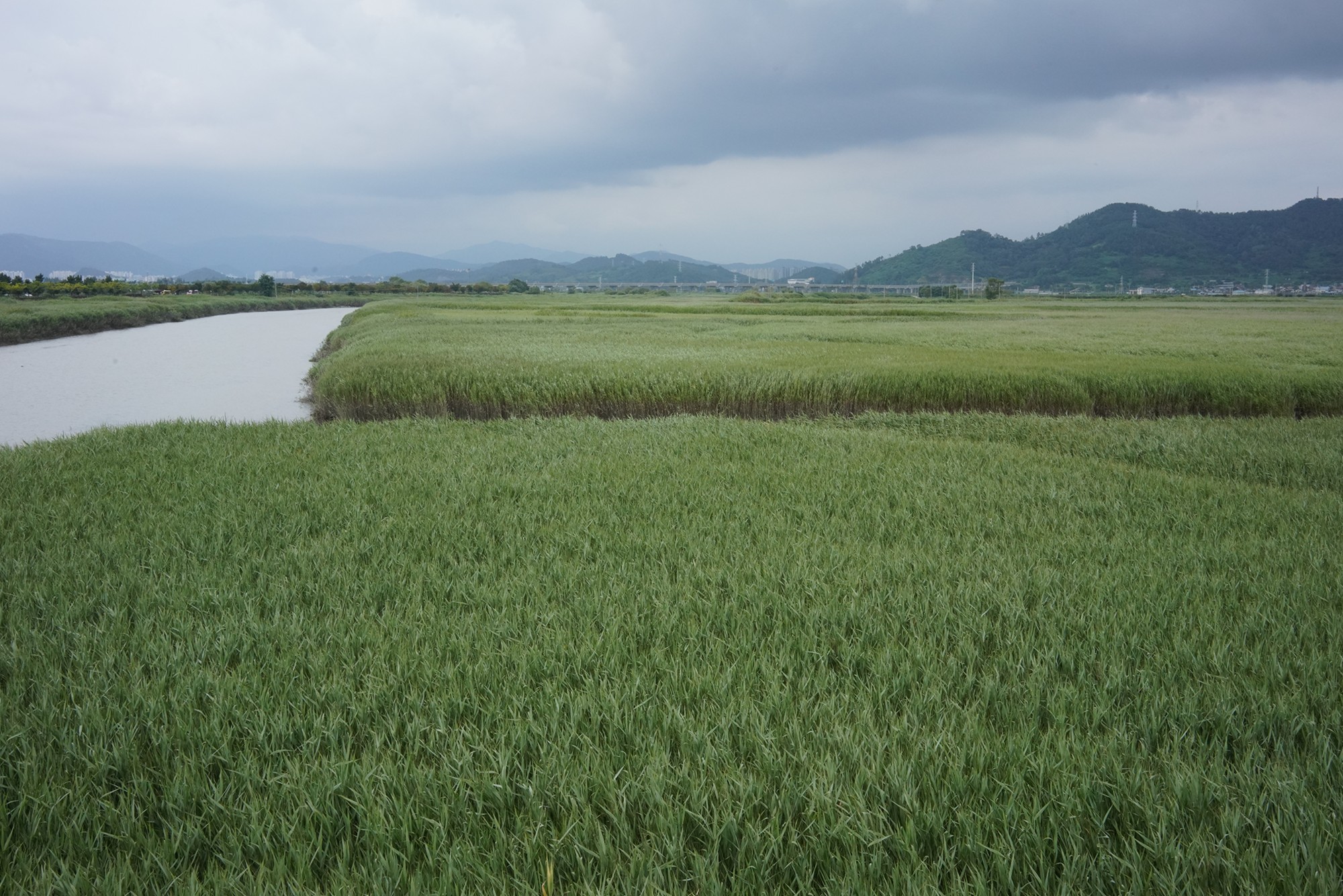 Suncheonman Bay Wetland (29)