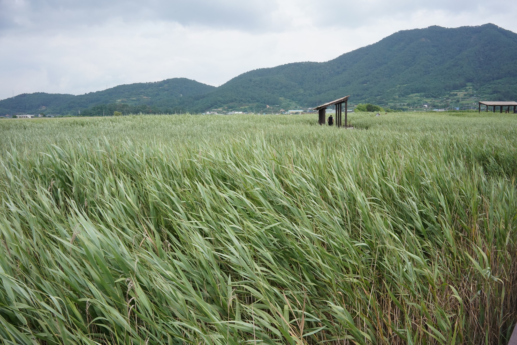 Suncheonman Bay Wetland (30)