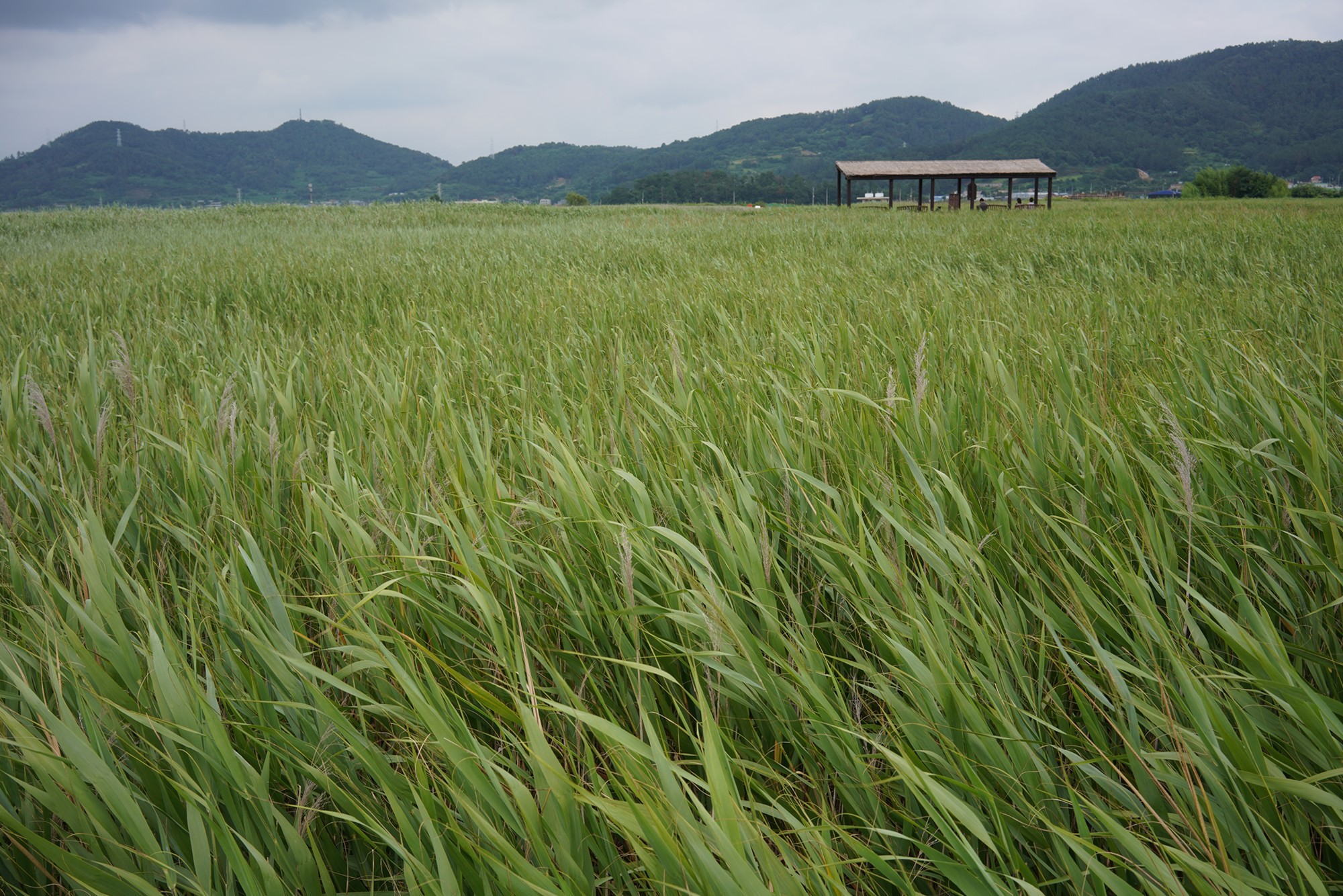 Suncheonman Bay Wetland (31)