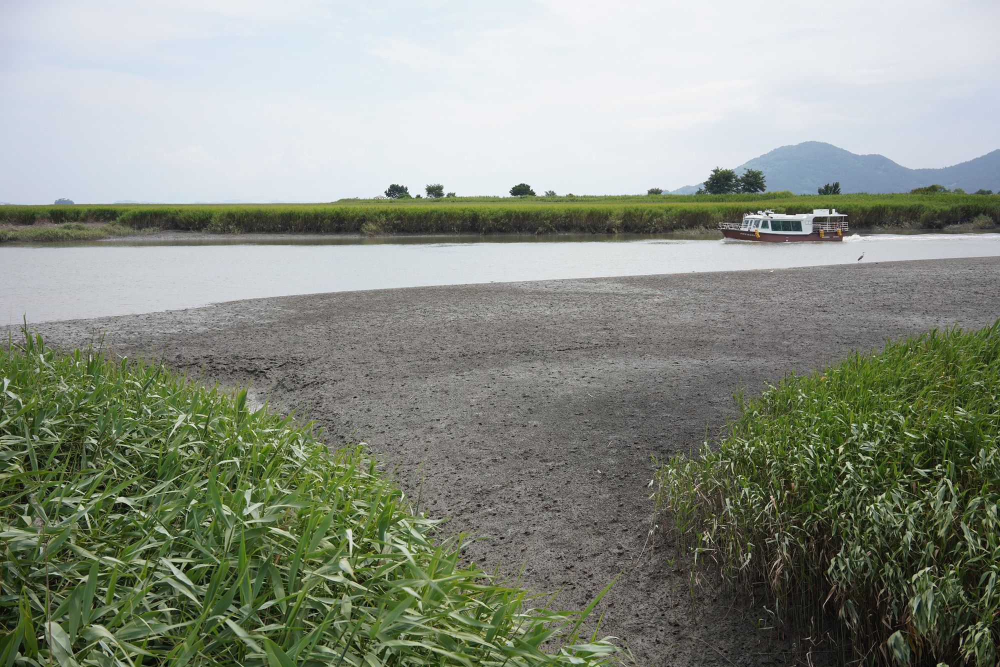 Suncheonman Bay Wetland (32)