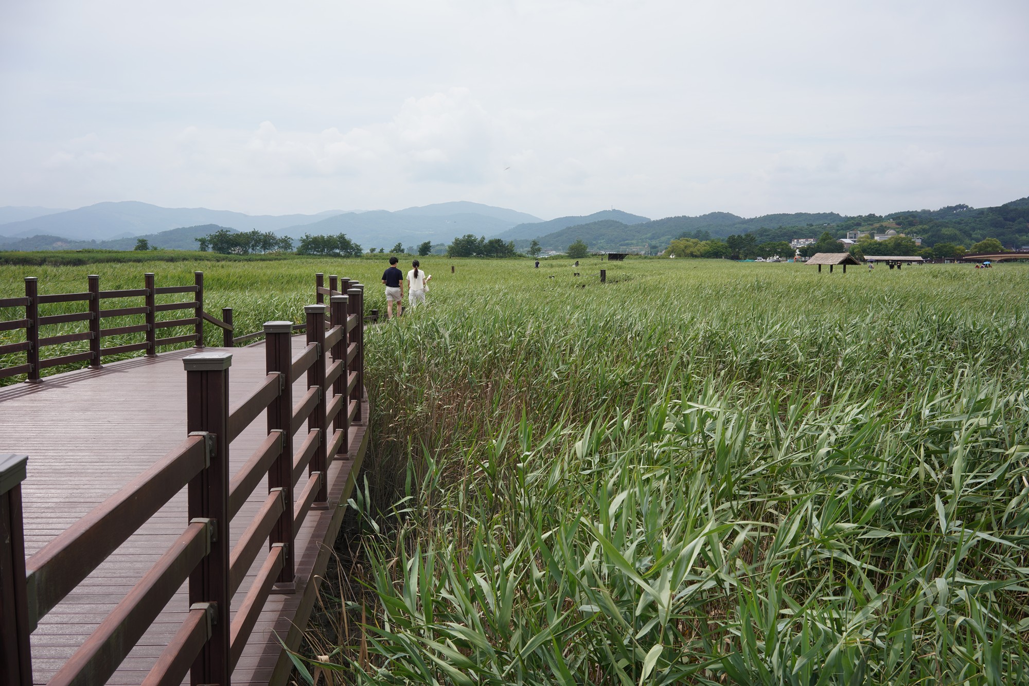 Suncheonman Bay Wetland (33)