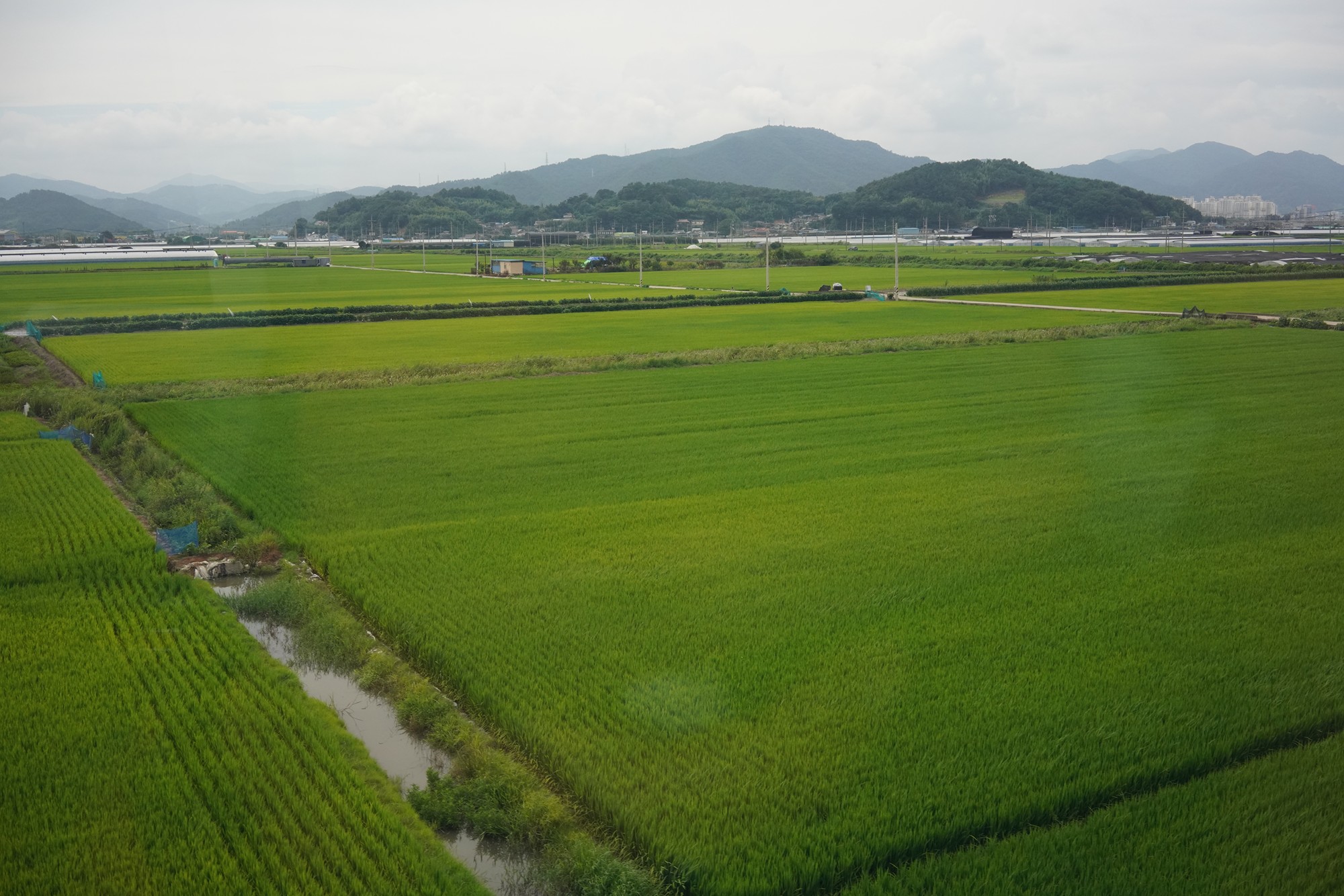 Suncheonman Bay Wetland (35)