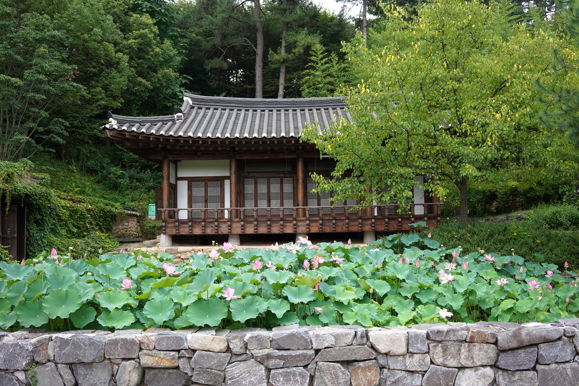 Suncheonman Bay Wetland (40)