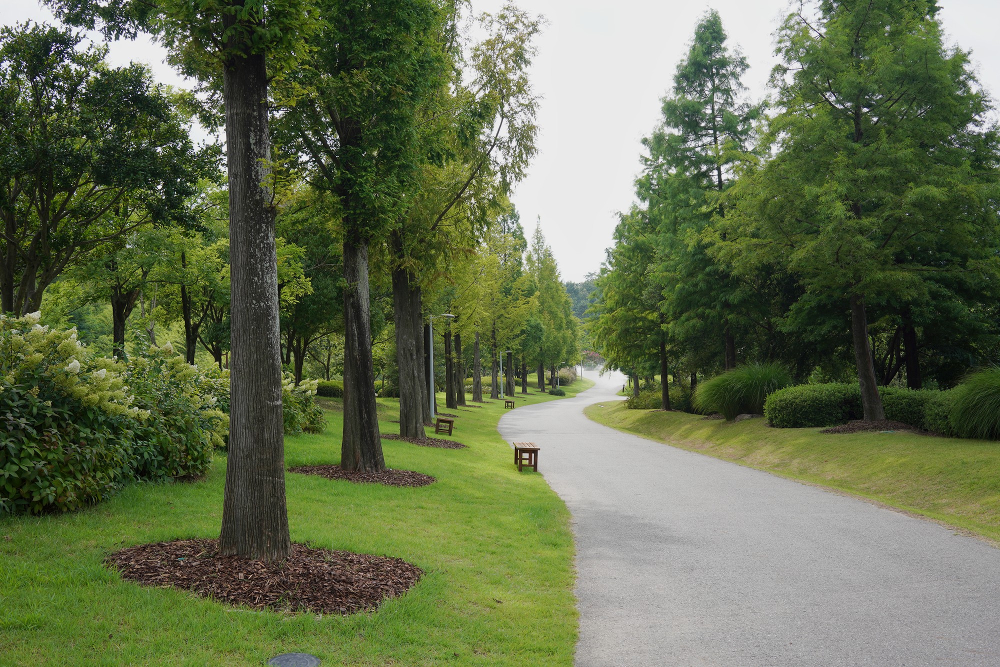 Suncheonman Bay Wetland (43)