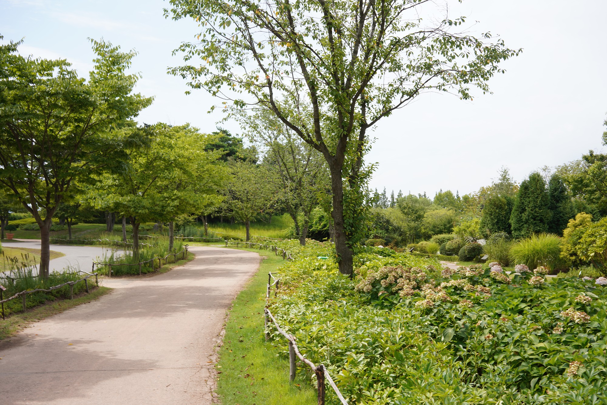 Suncheonman Bay Wetland (9)