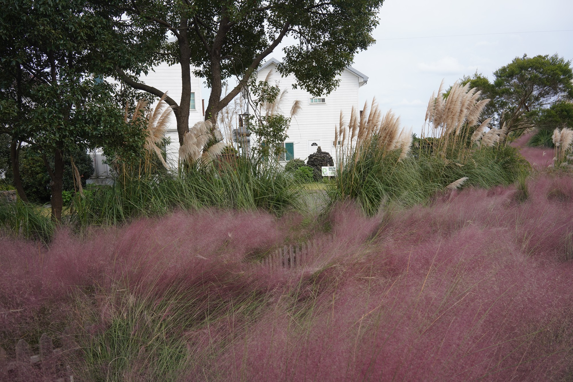 Jeju 4 (101)