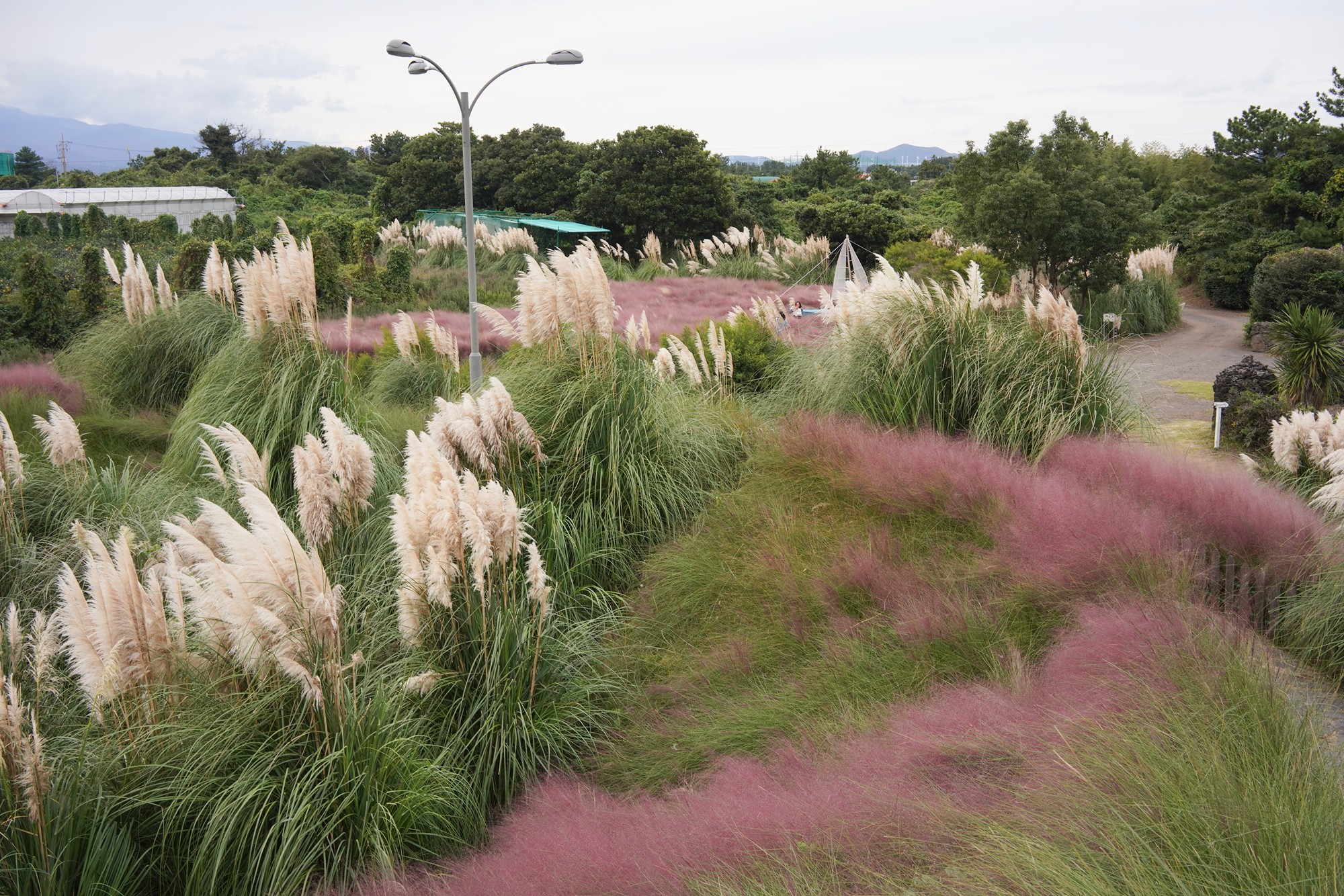 Jeju 4 (103)
