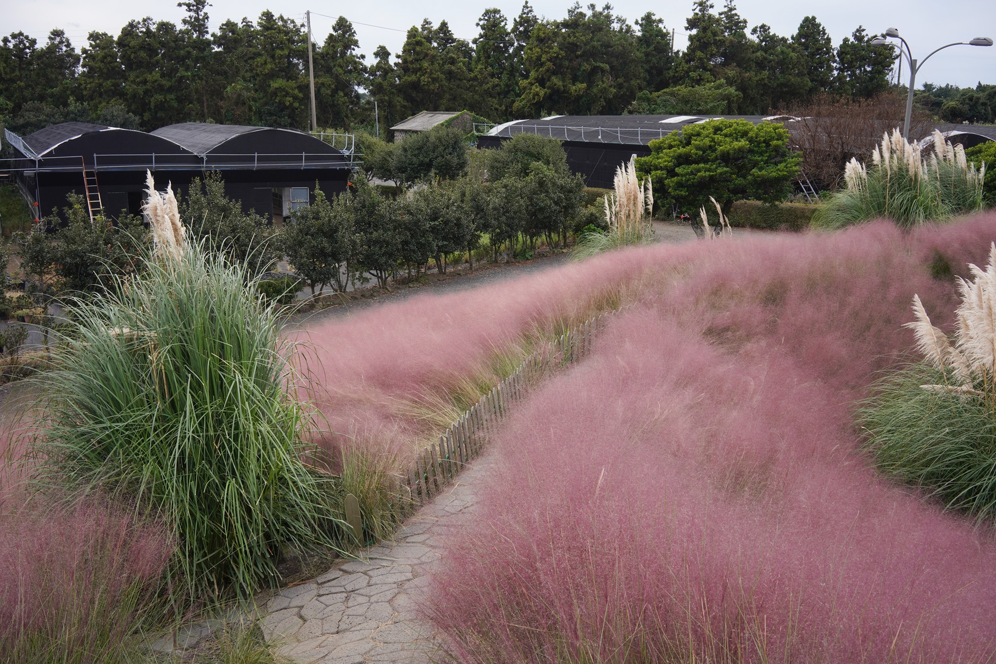 Jeju 4 (104)