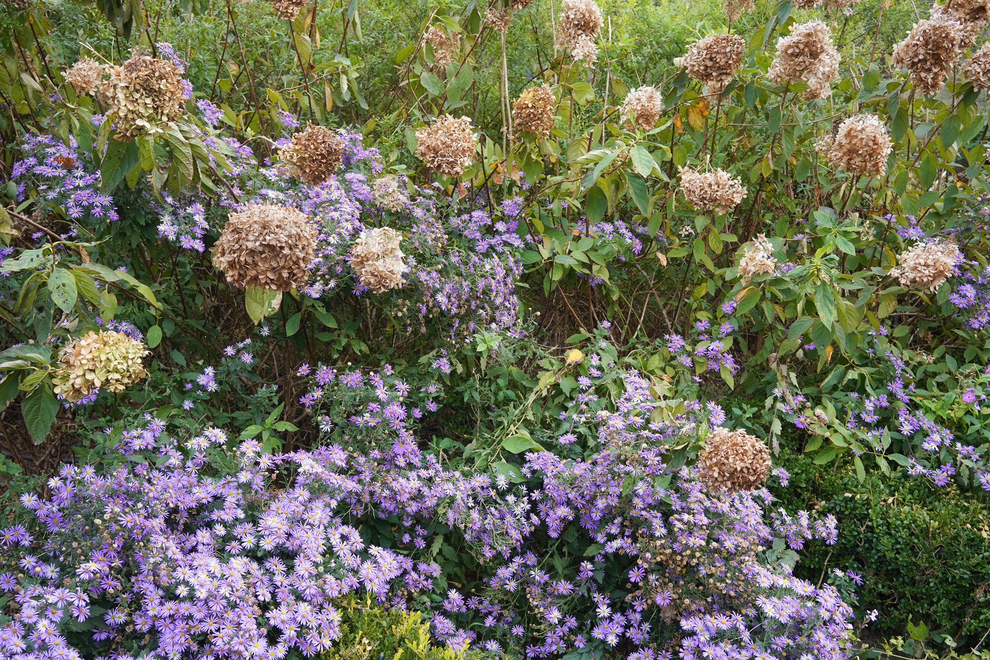 Jeju 4 (80)