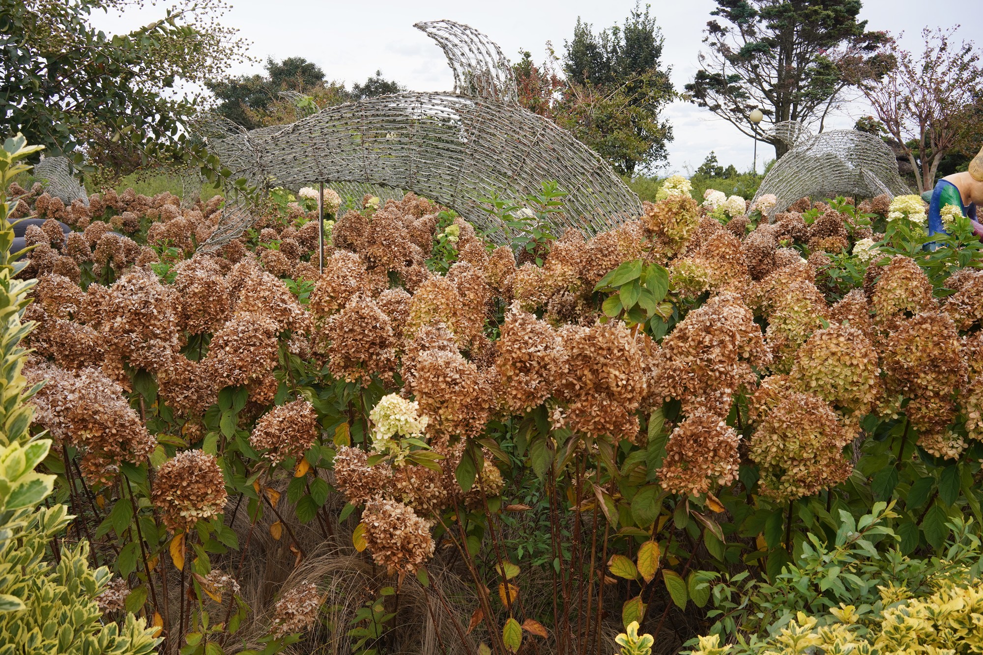 Jeju 4 (96)