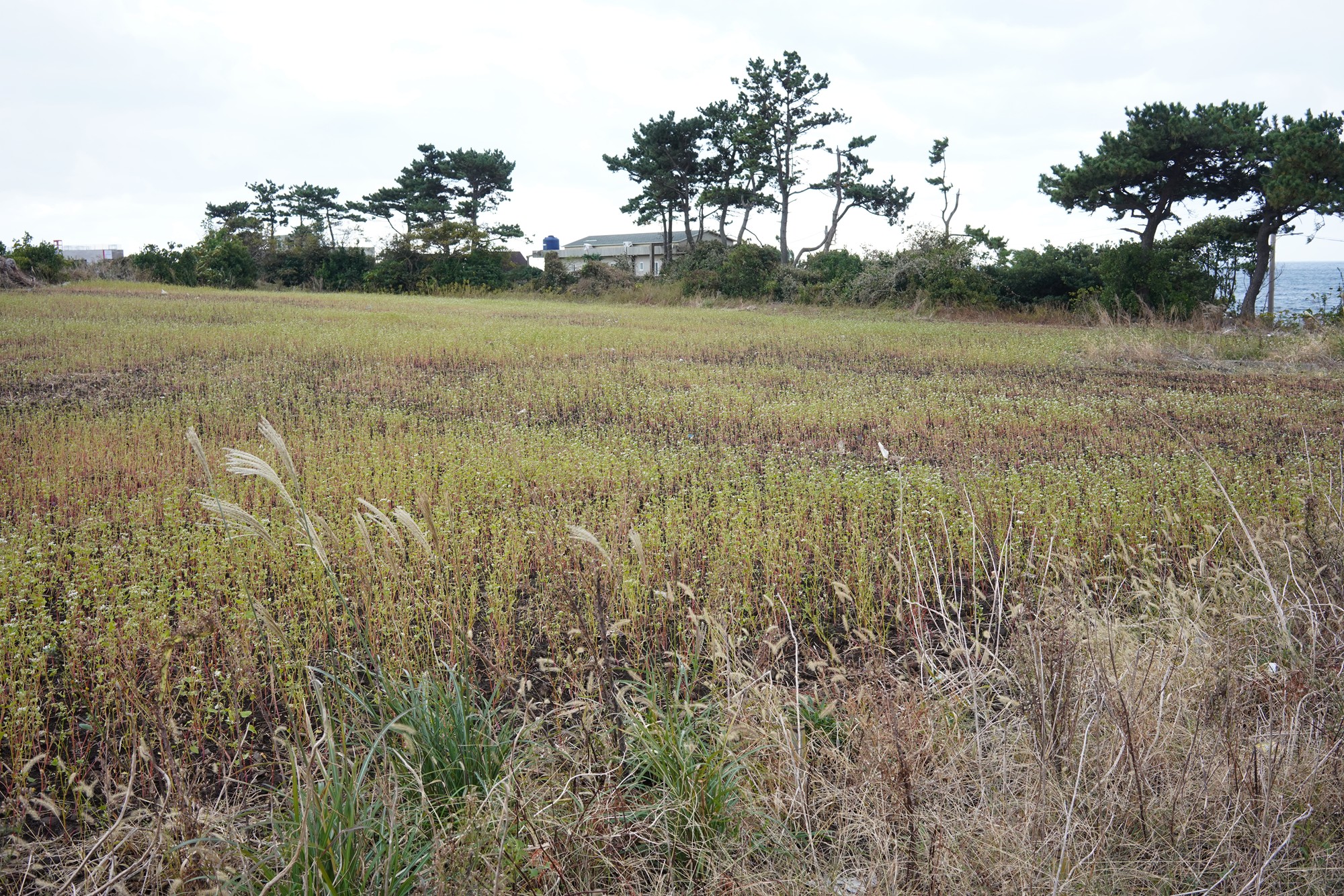 Jeju 15 (20)