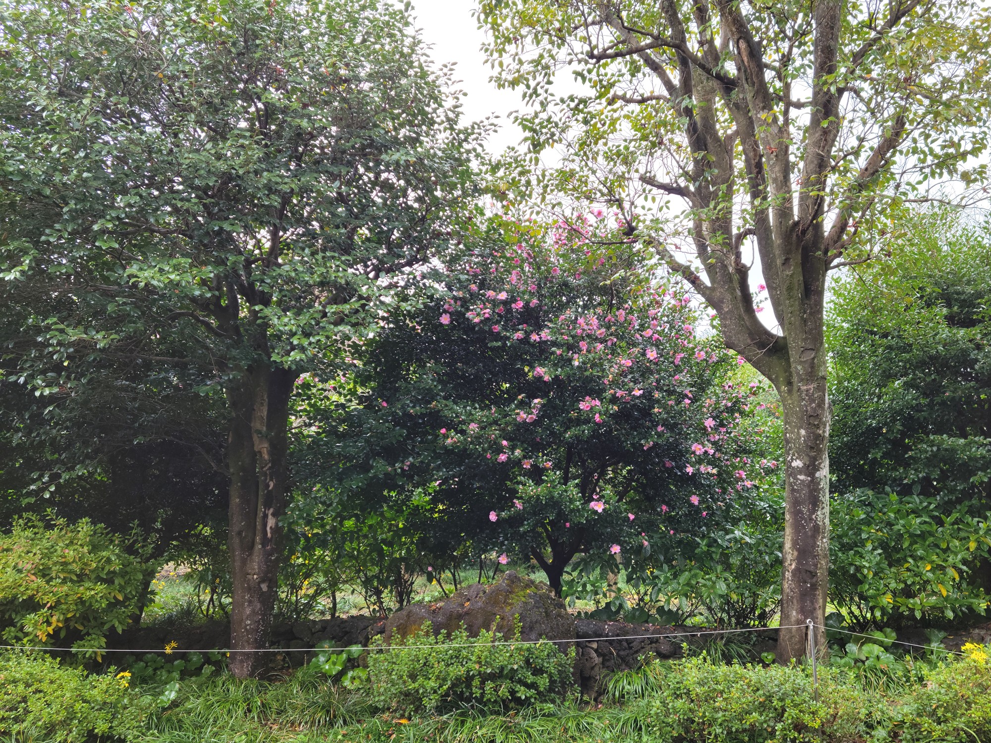 Jeju 15 (33)