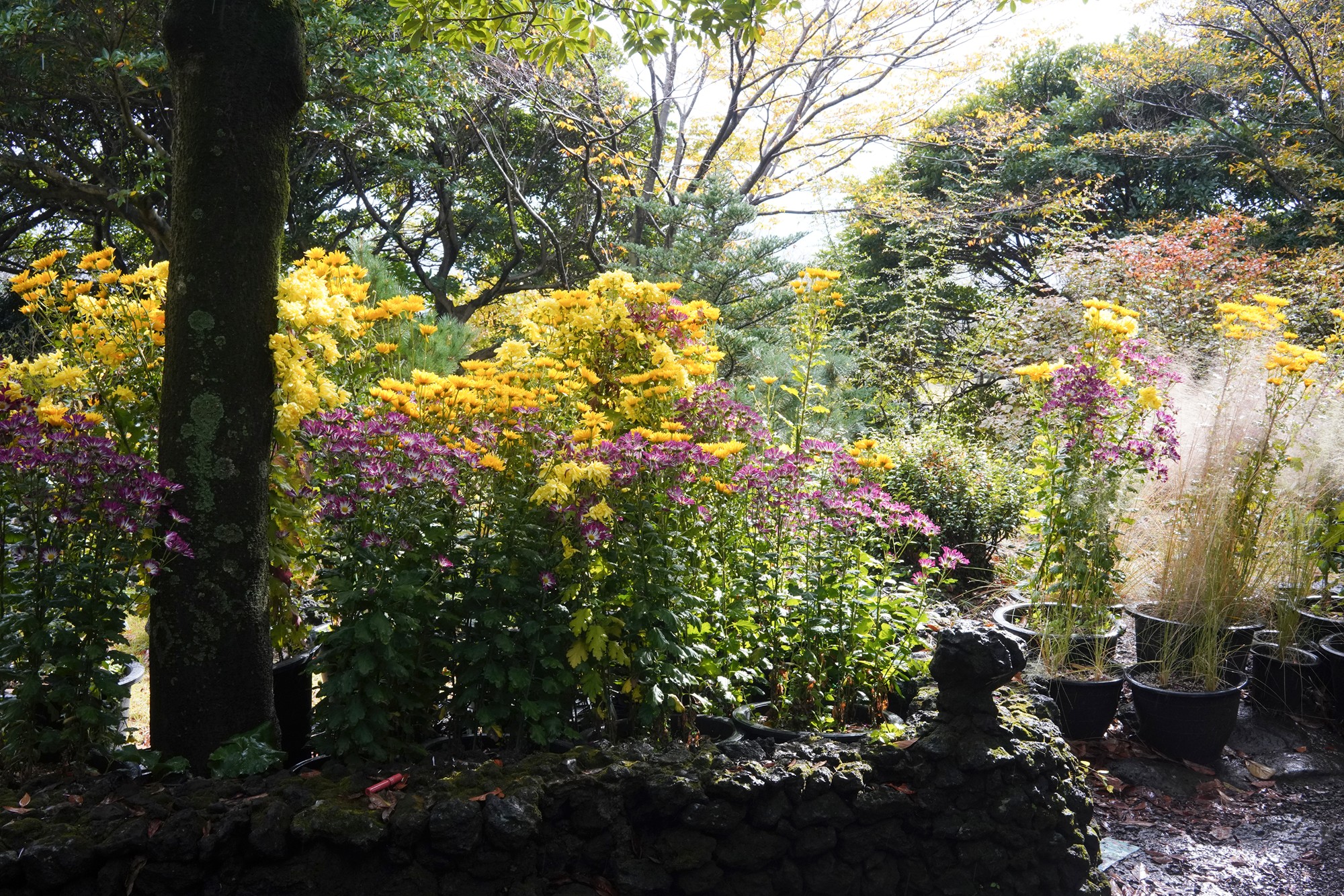 Jeju 15 (36)