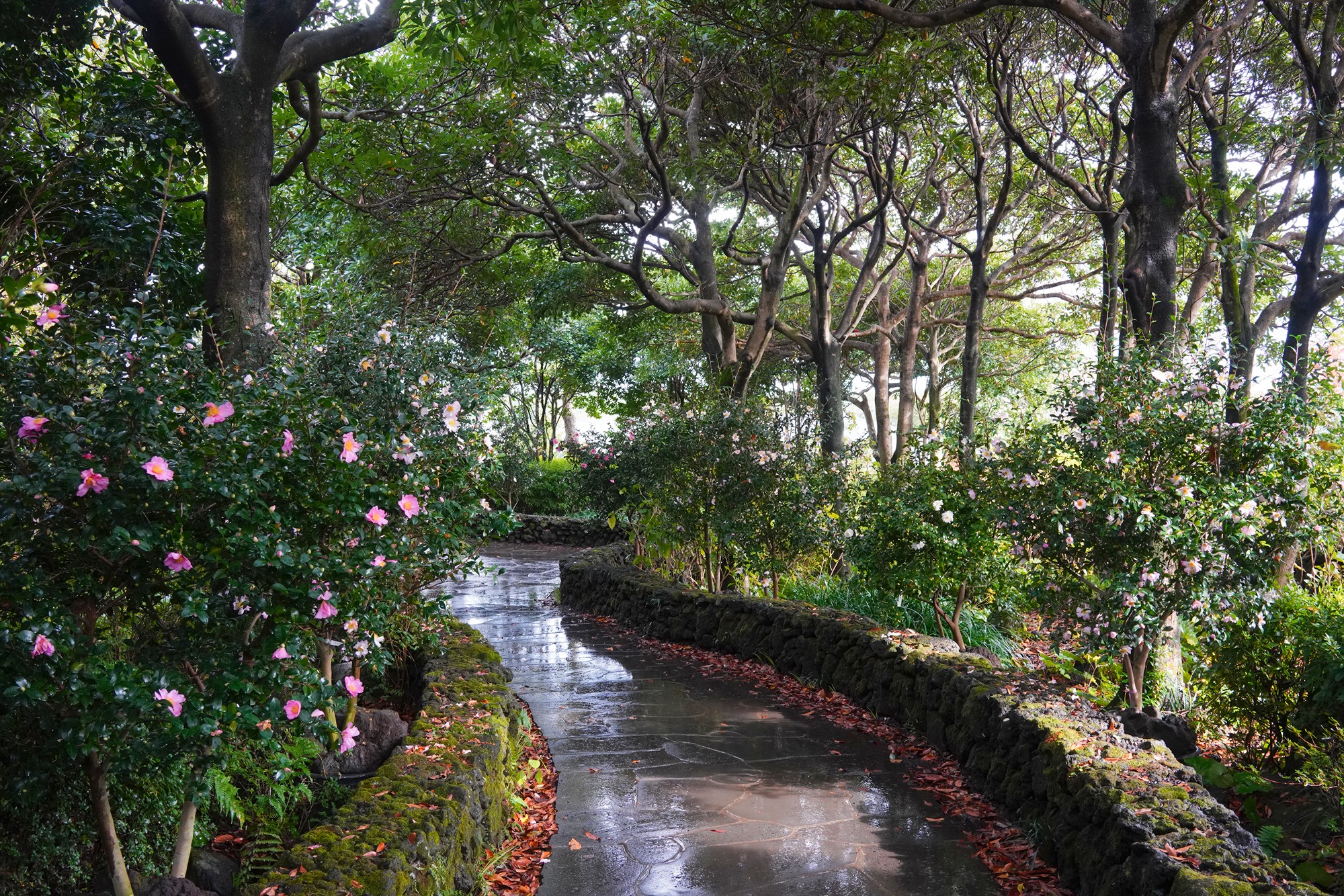 Jeju 15 (39)