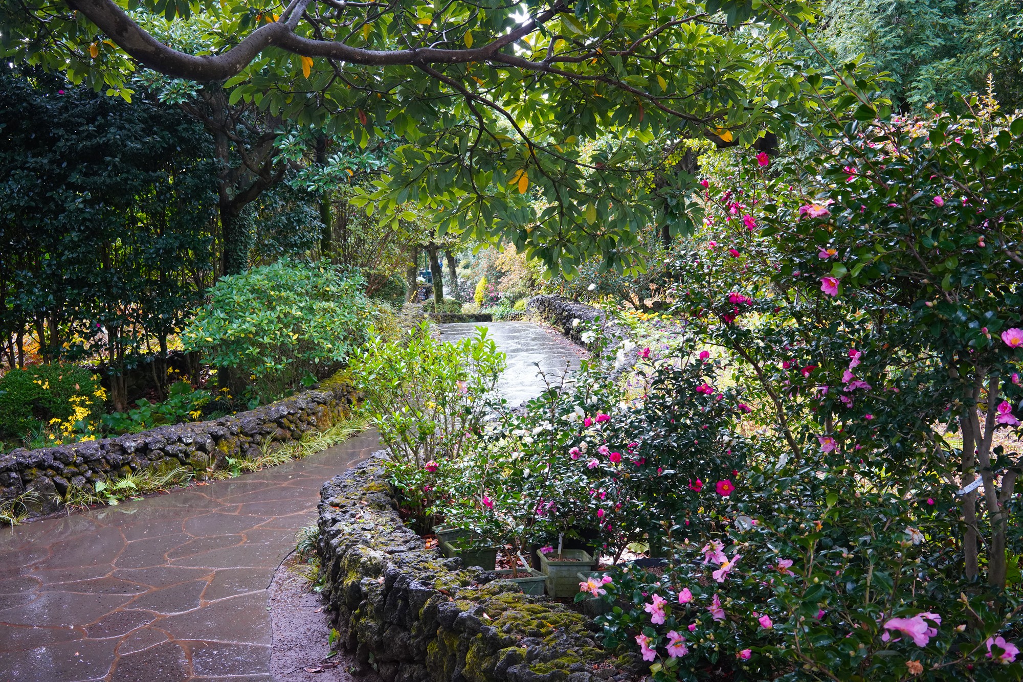 Jeju 15 (42)