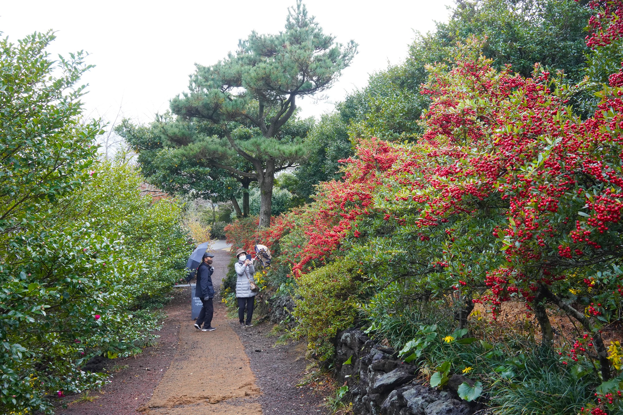 Jeju 15 (50)