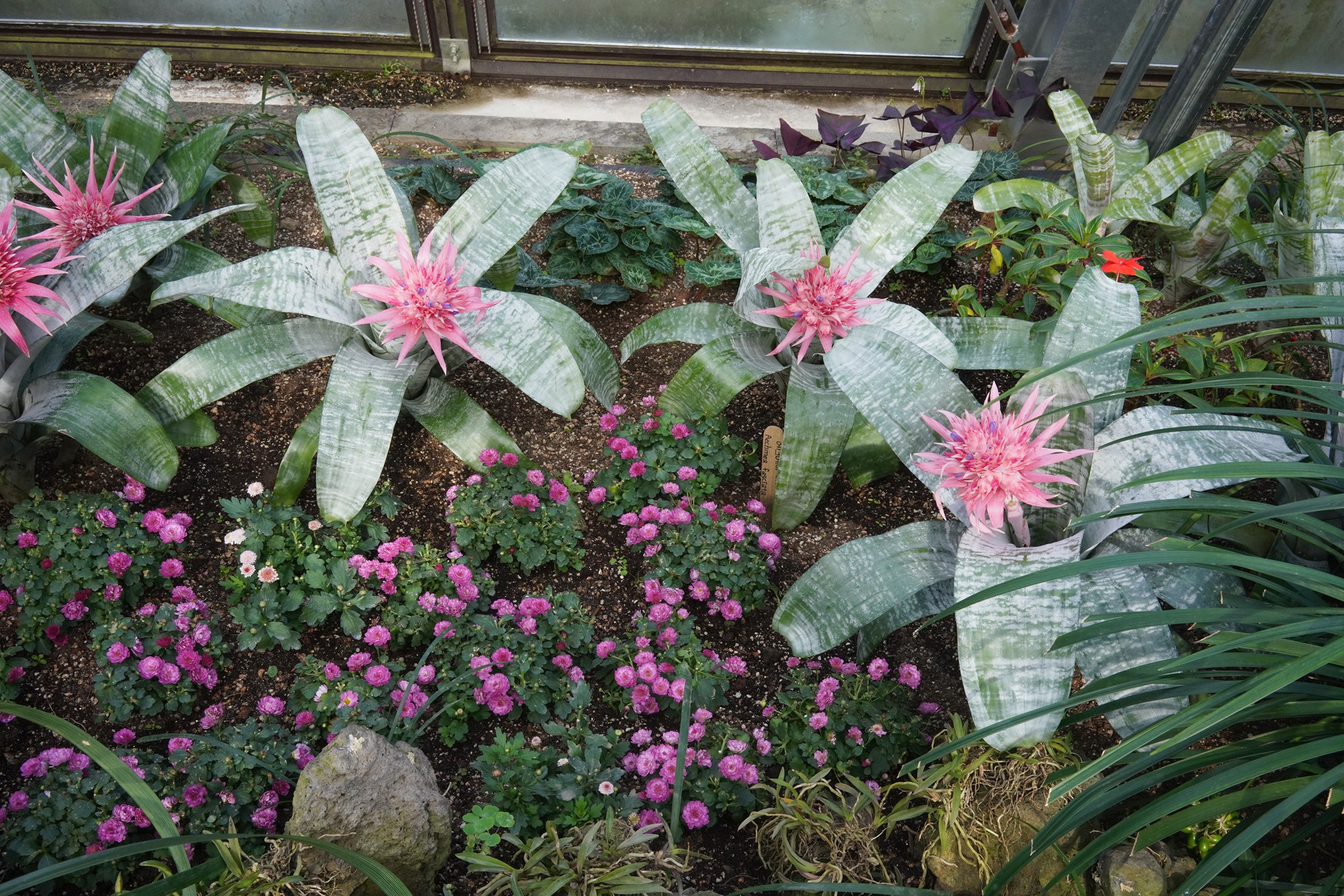 Jeju 15 (60)
