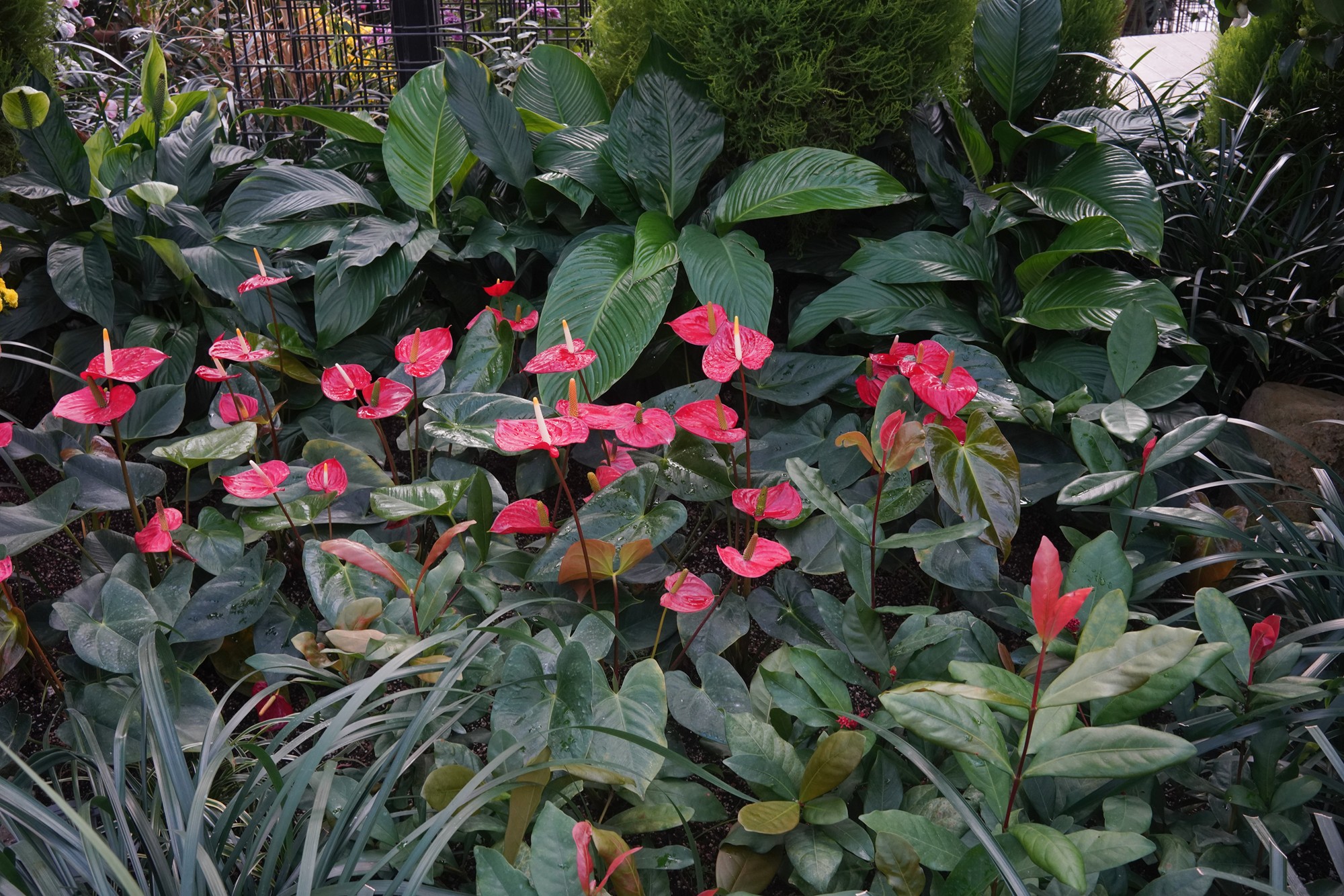 Jeju 15 (61)