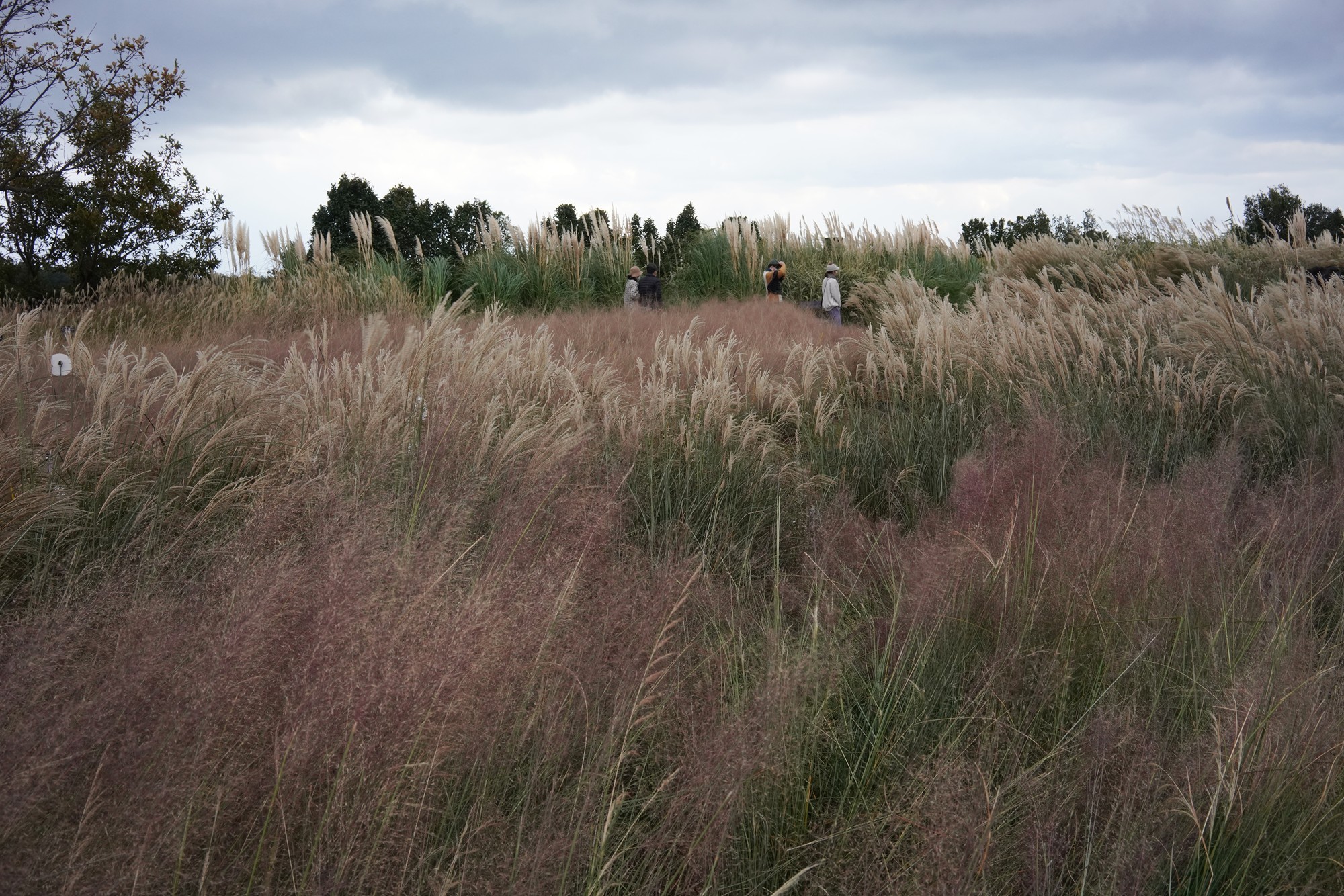Jeju 15 (69)