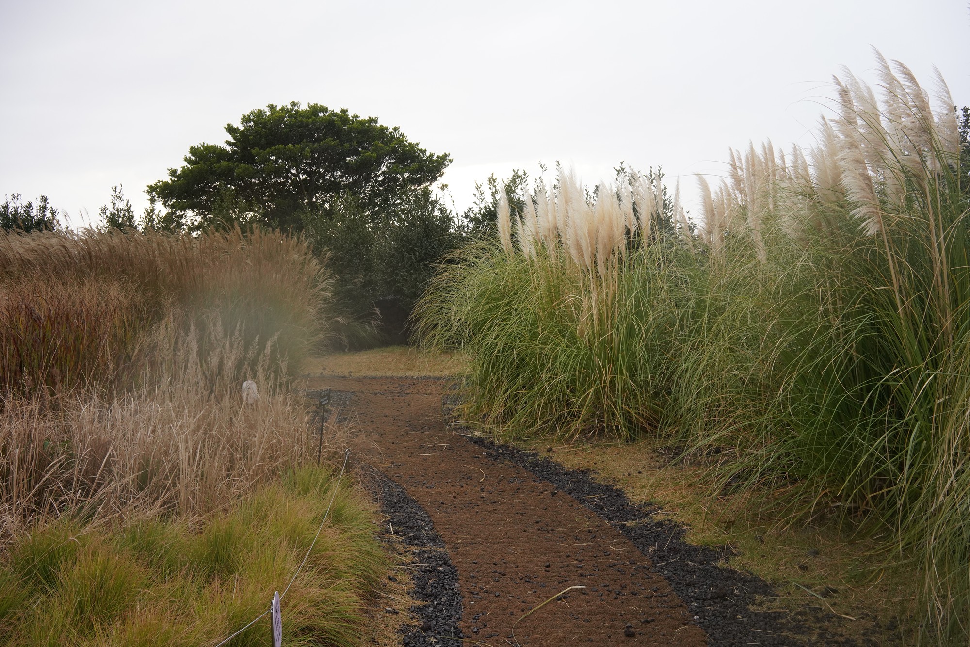 Jeju 15 (78)