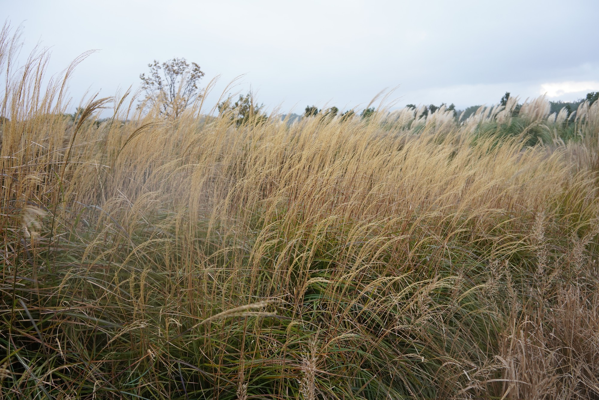 Jeju 15 (80)