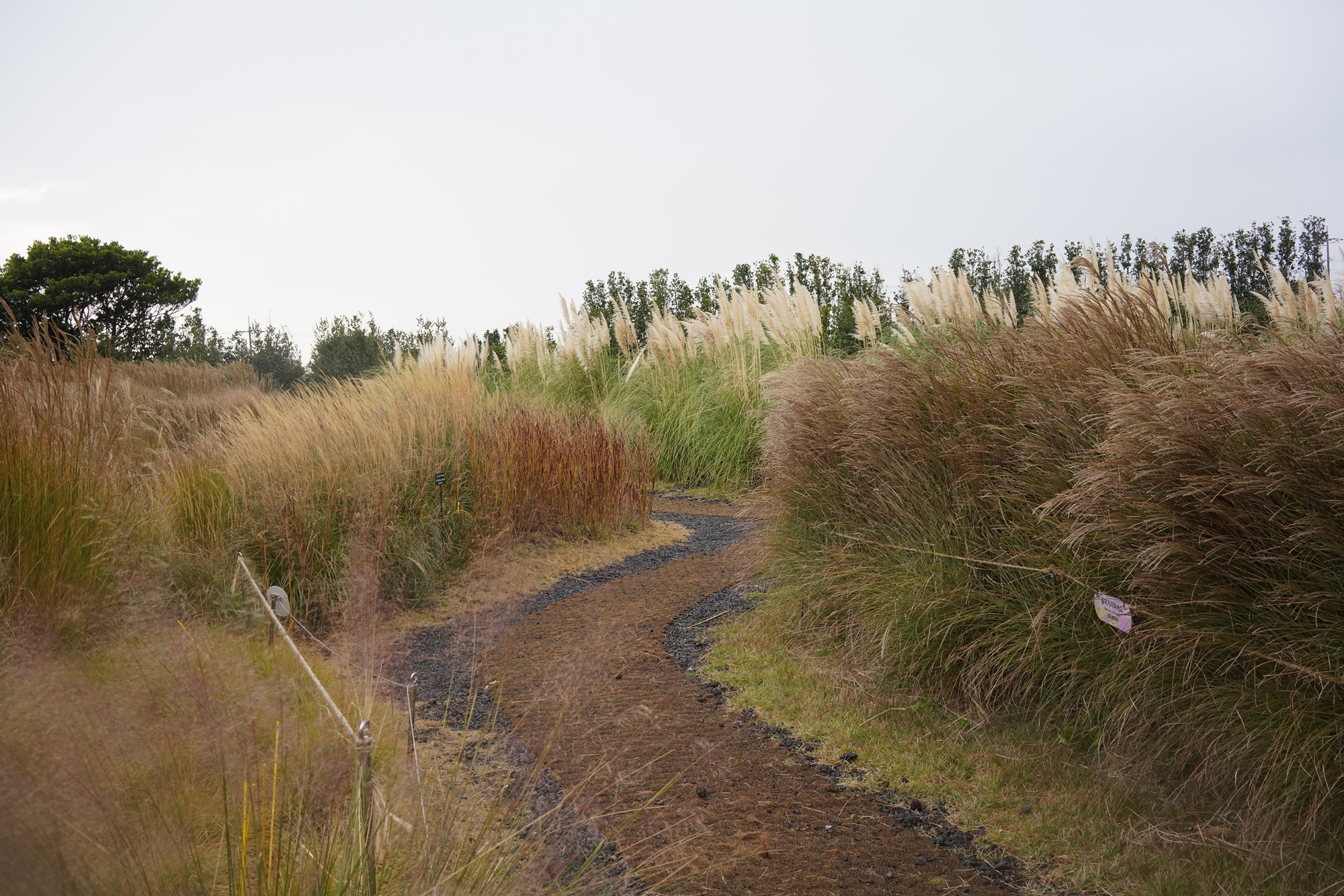 Jeju 15 (82)
