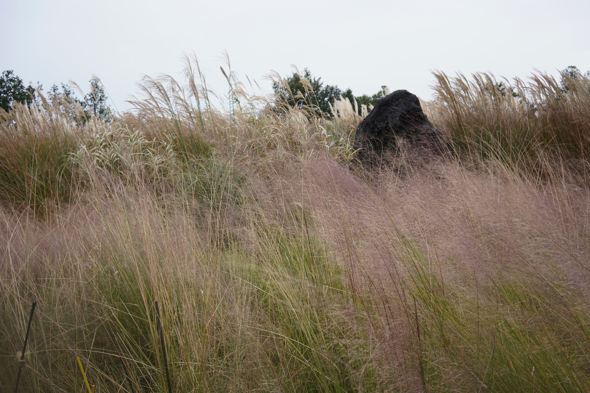 Jeju 15 (83)