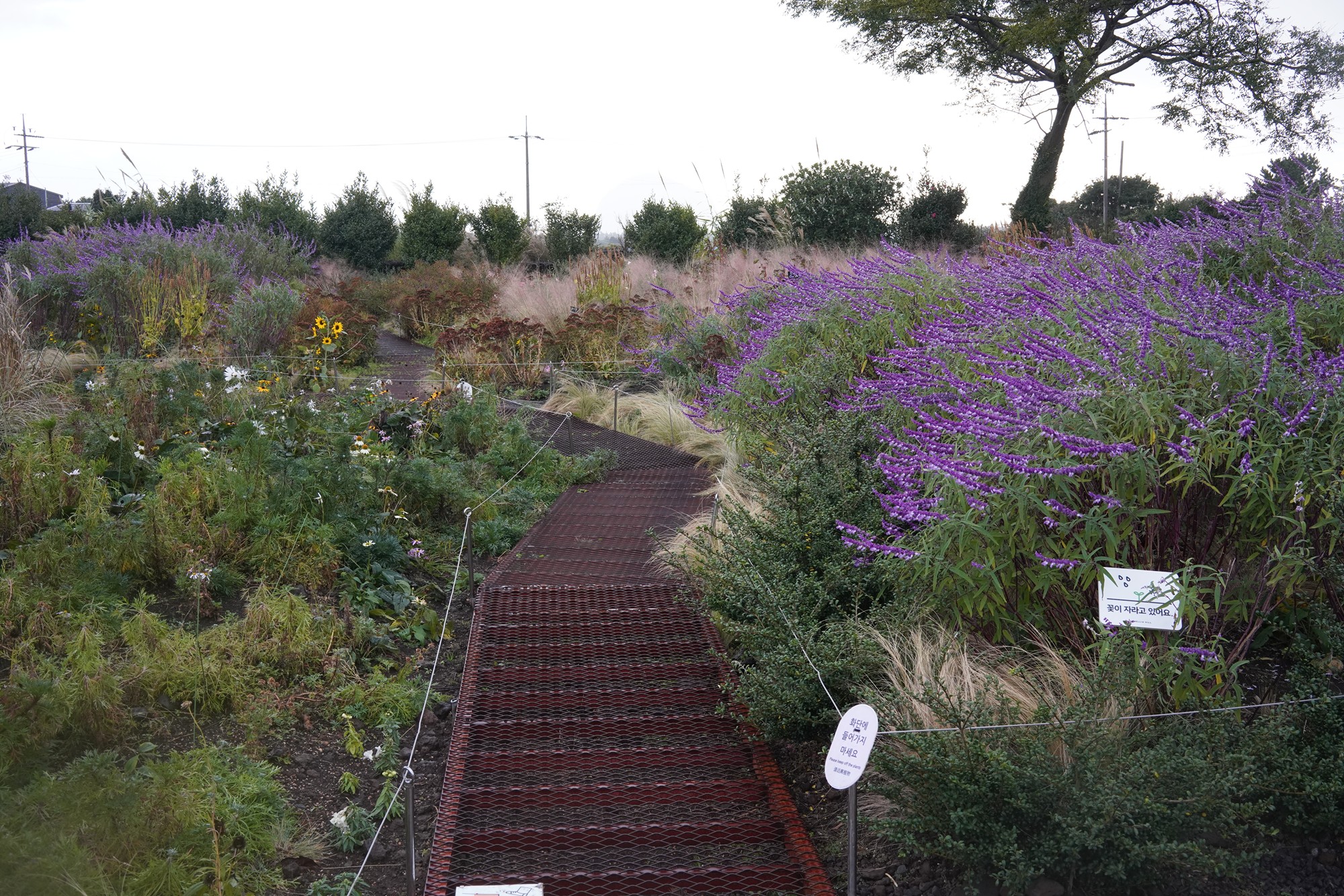 Jeju 15 (88)