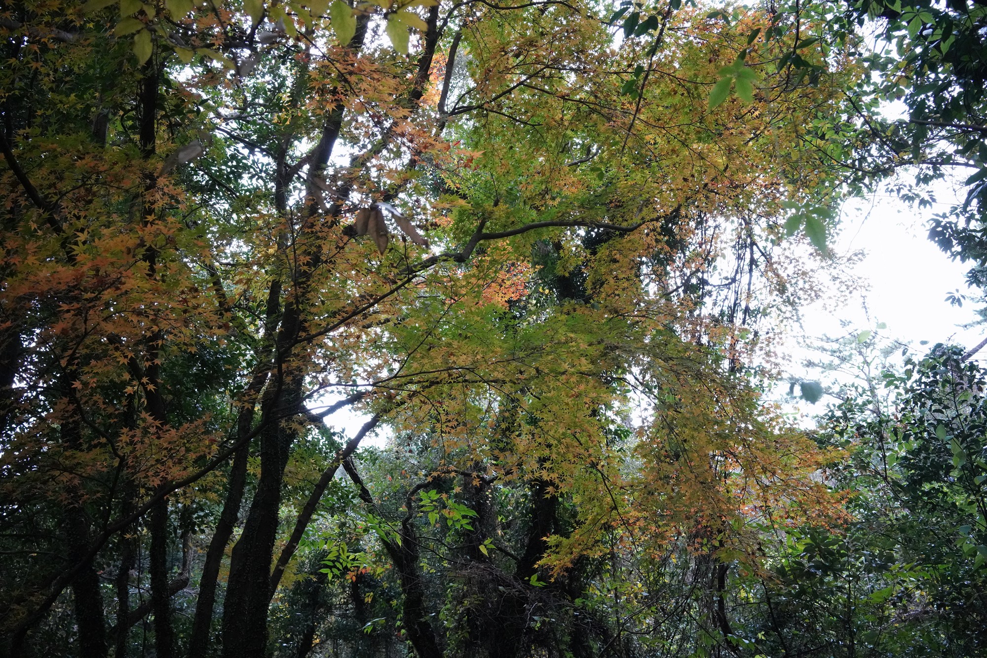 Jeju 16 (104)