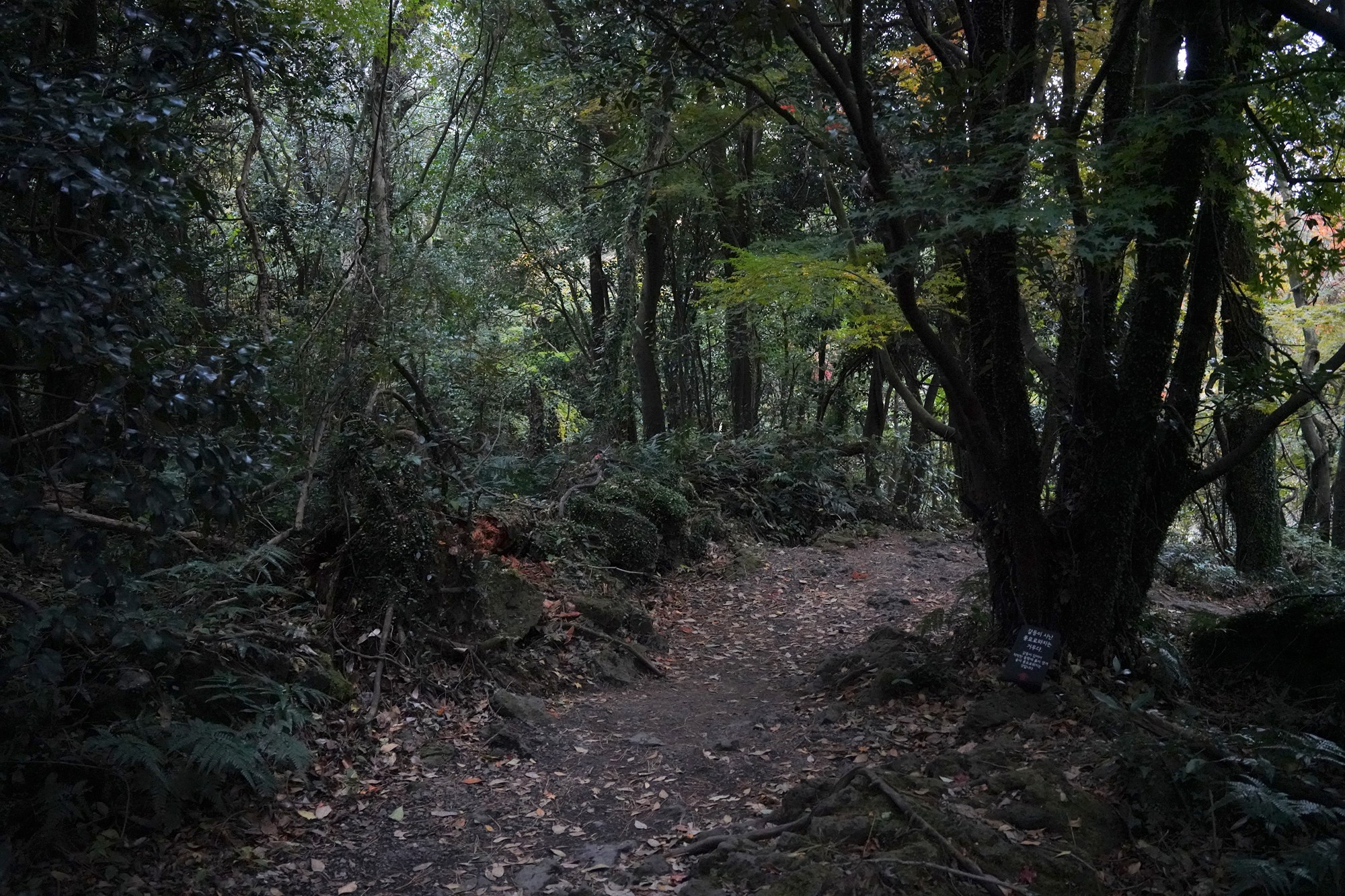 Jeju 16 (106)