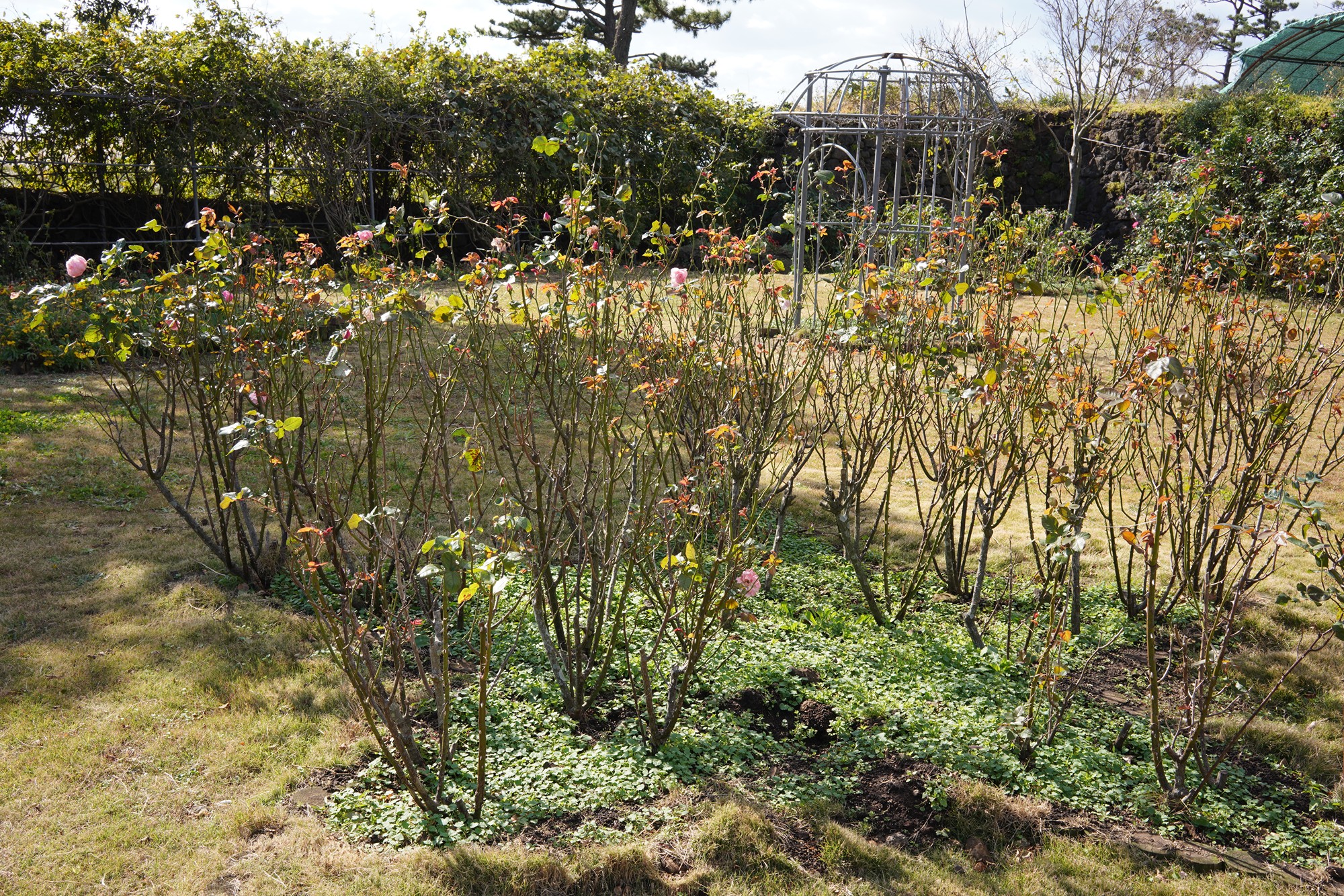 Jeju 16 (14)
