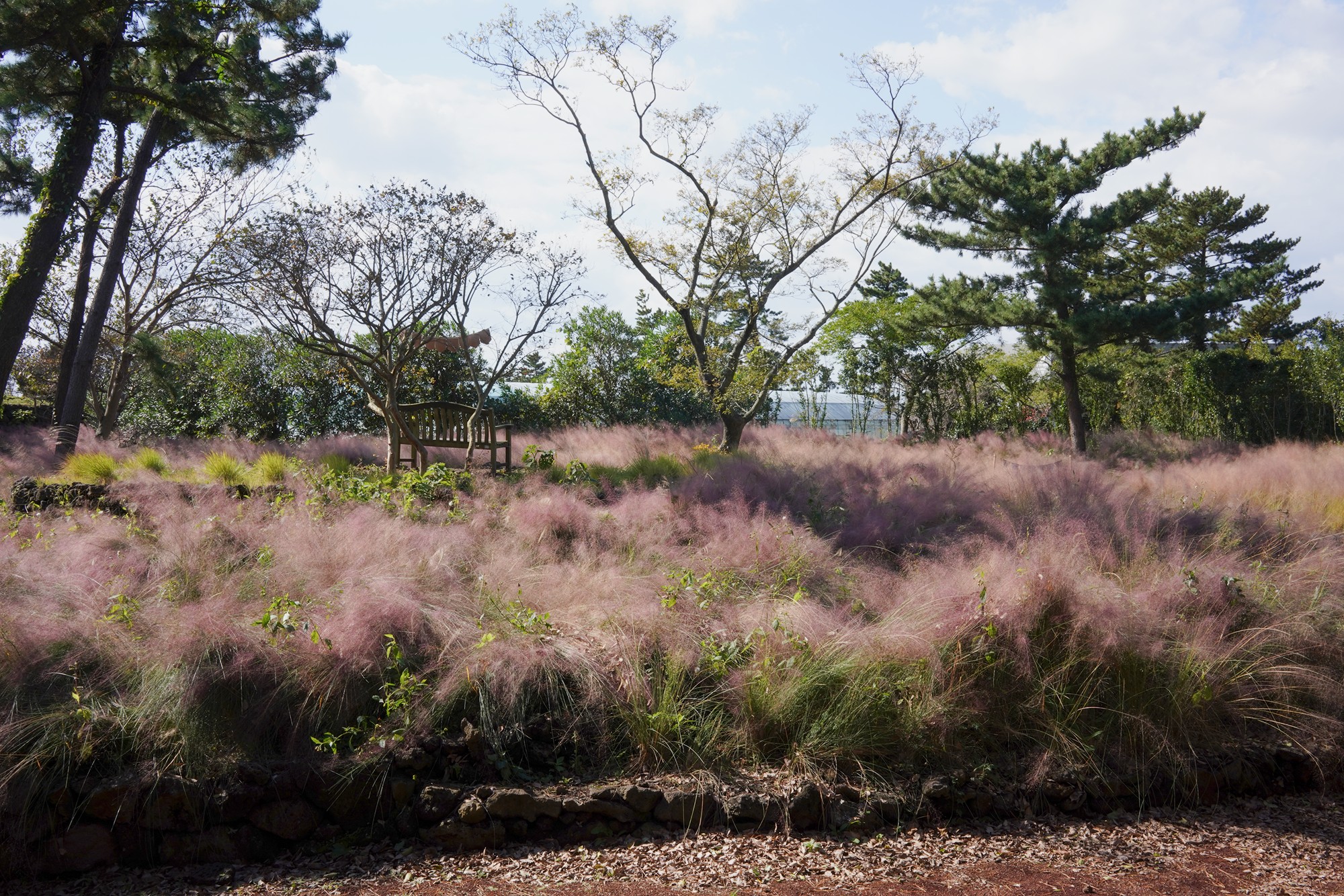 Jeju 16 (18)