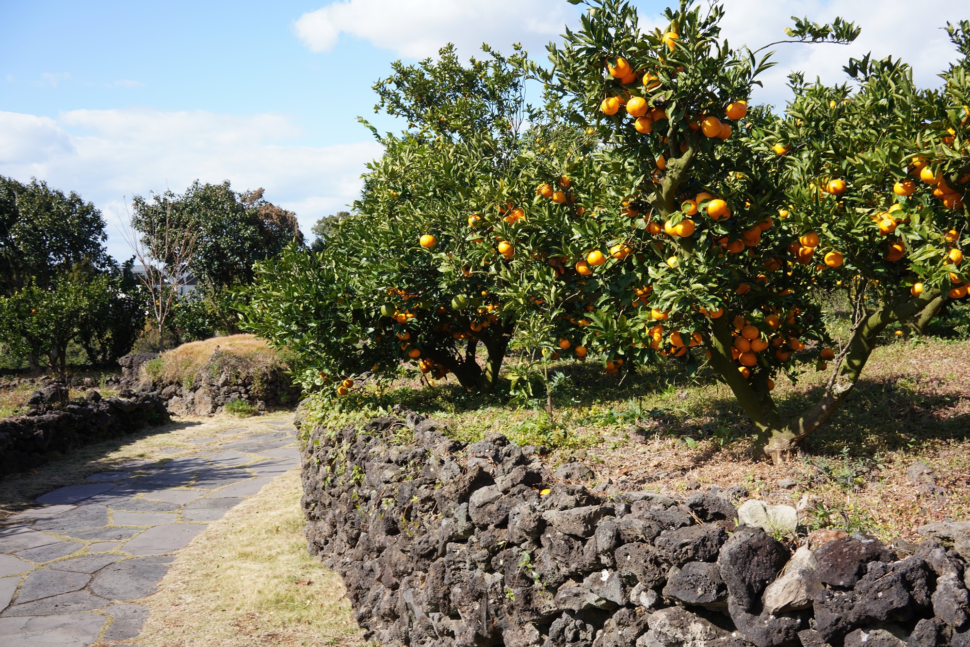Jeju 16 (7)