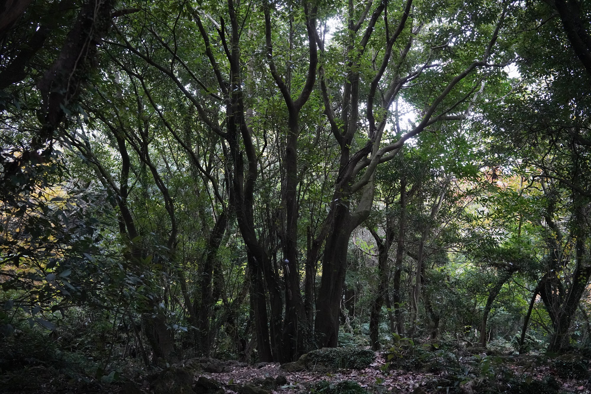 Jeju 16 (94)