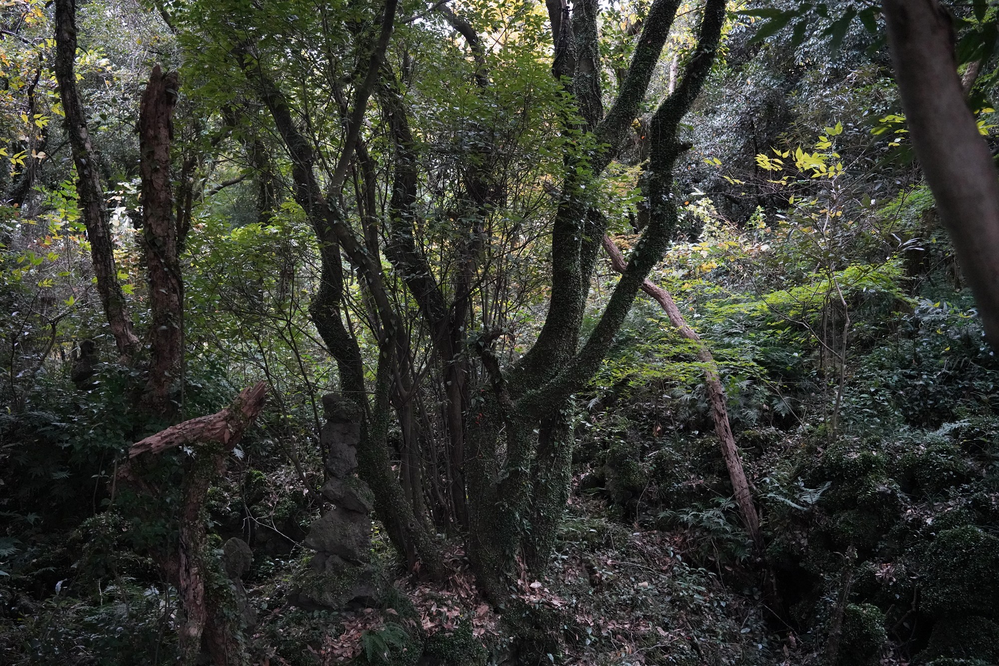Jeju 16 (95)