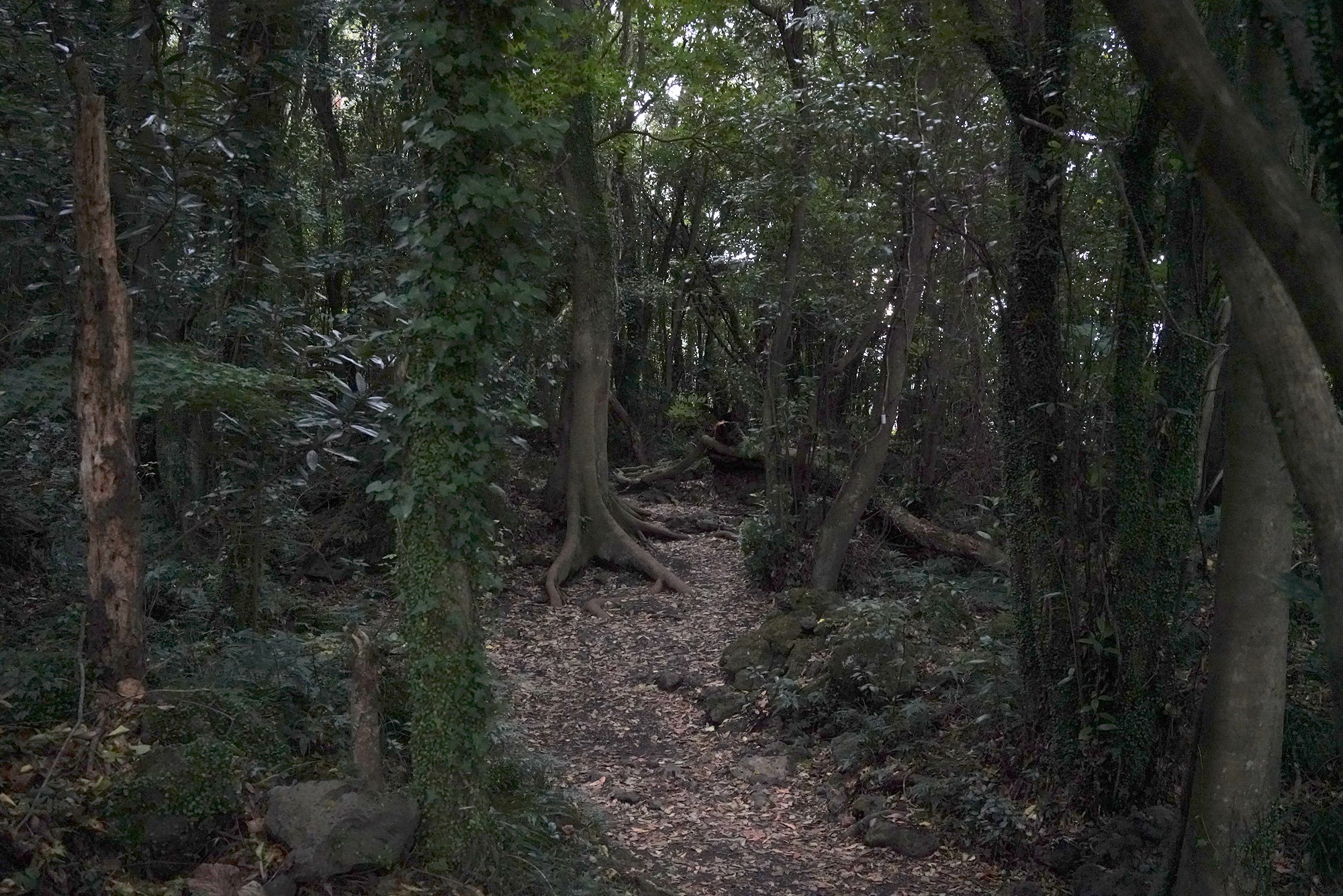 Jeju 16 (97)