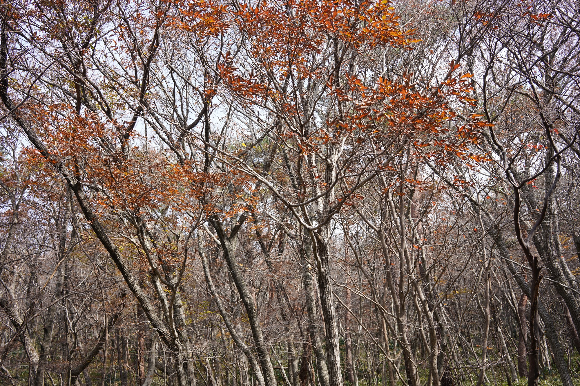 Jeju 17 (2)