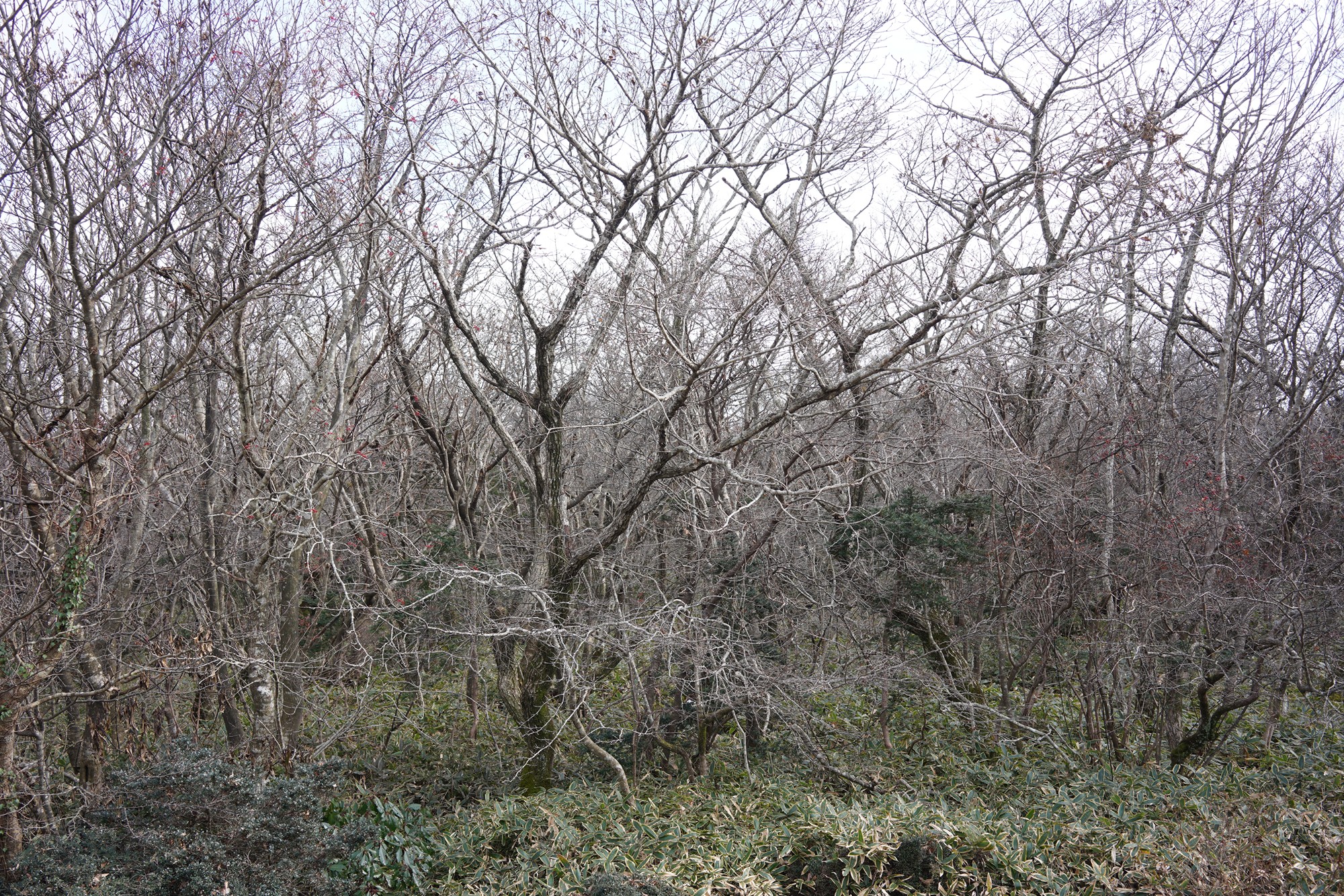 Jeju 17 (26)