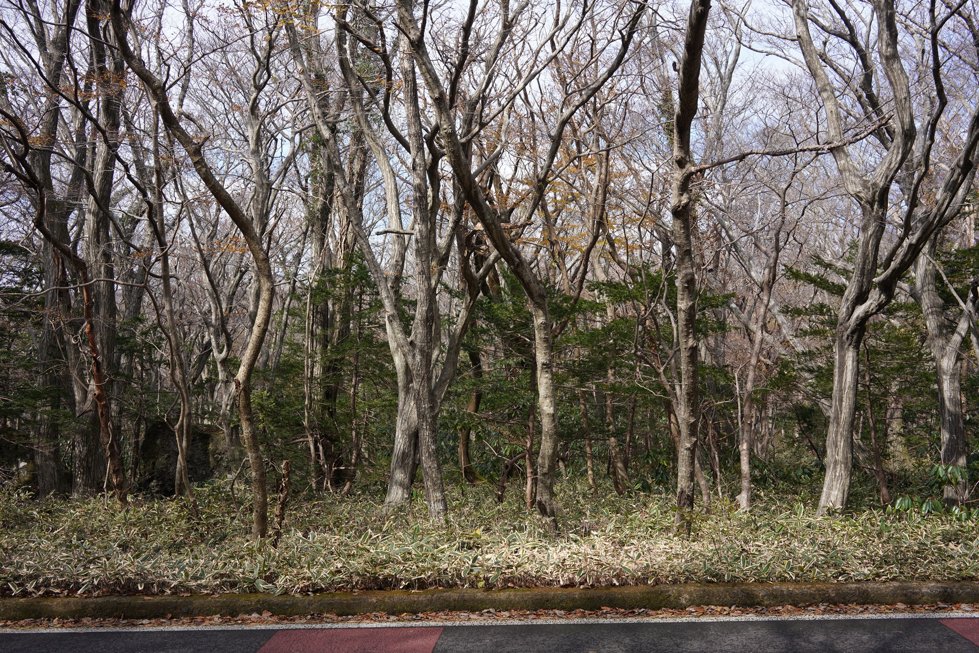Jeju 17 (6)