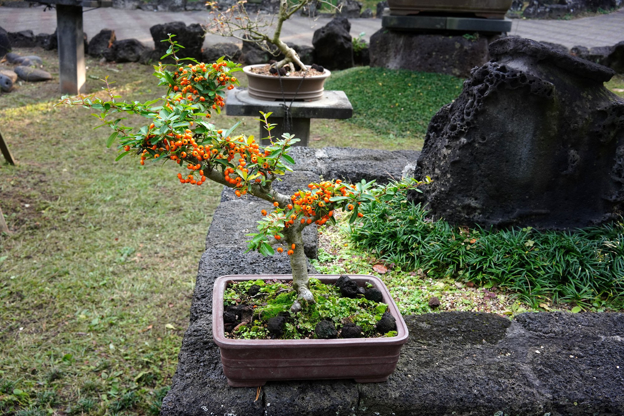 Jeju 18 (59)