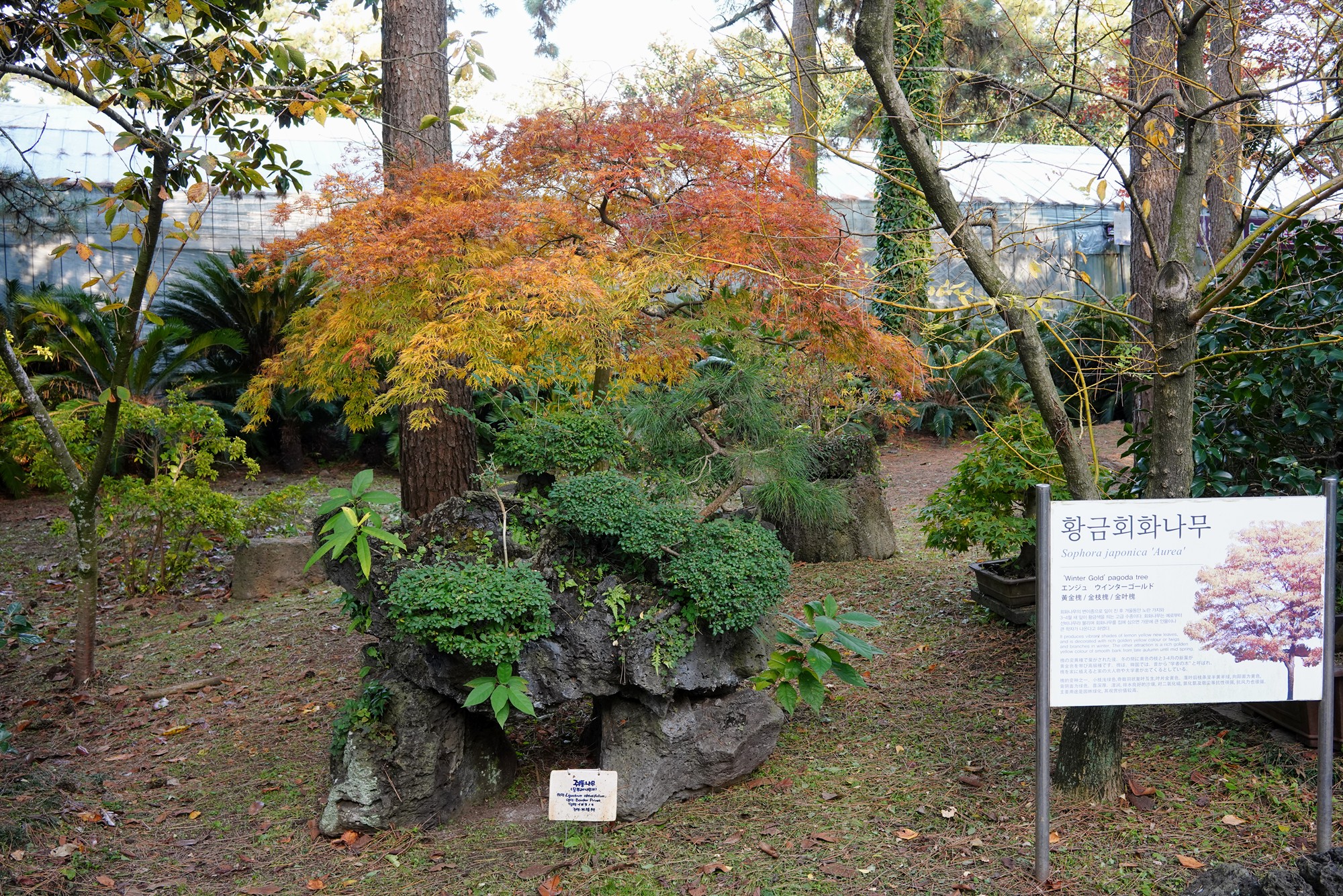 Jeju 18 (63)