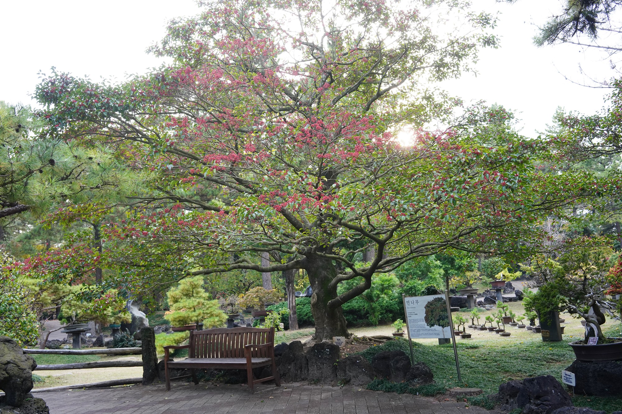 Jeju 18 (67)