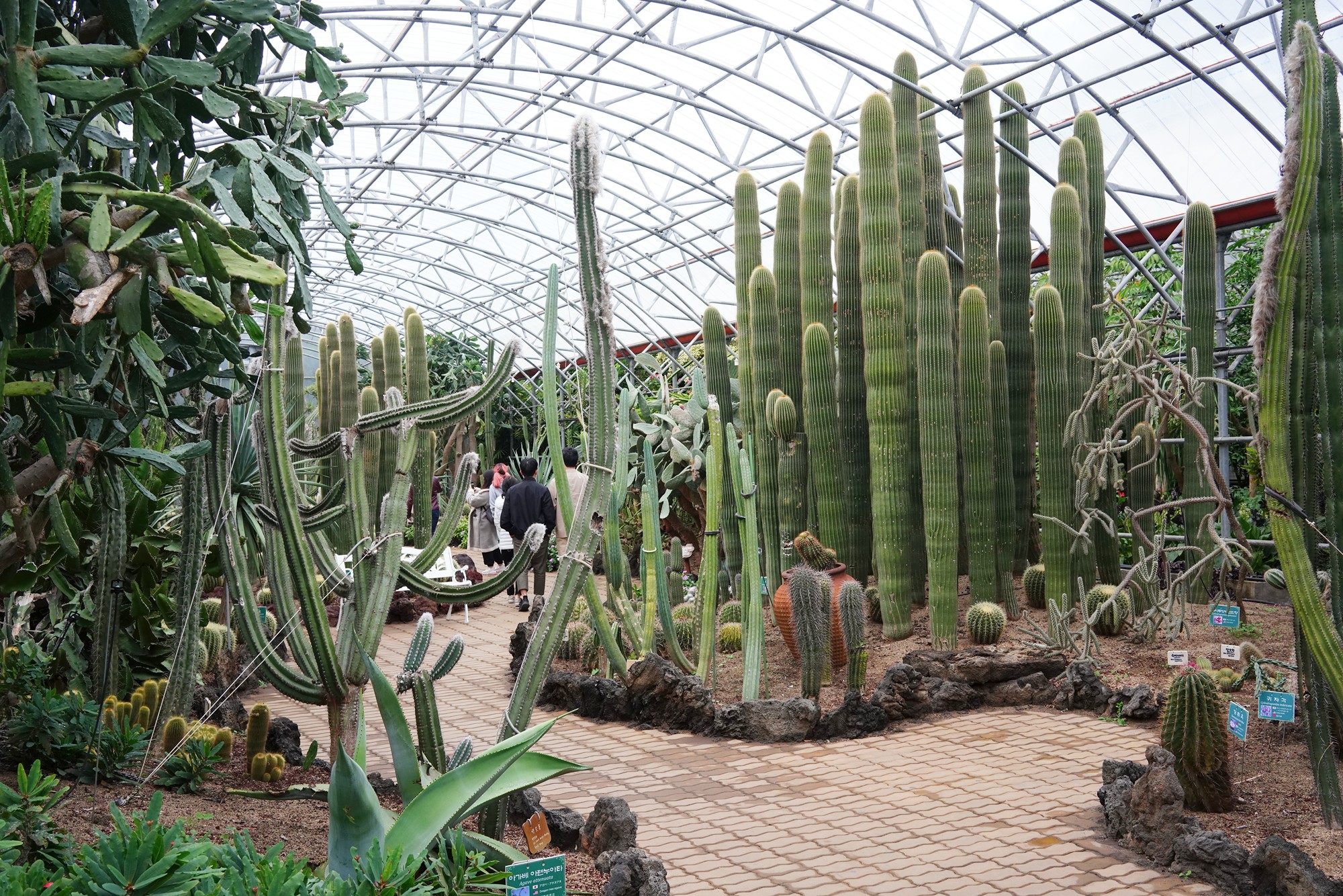 Jeju 18 (73)