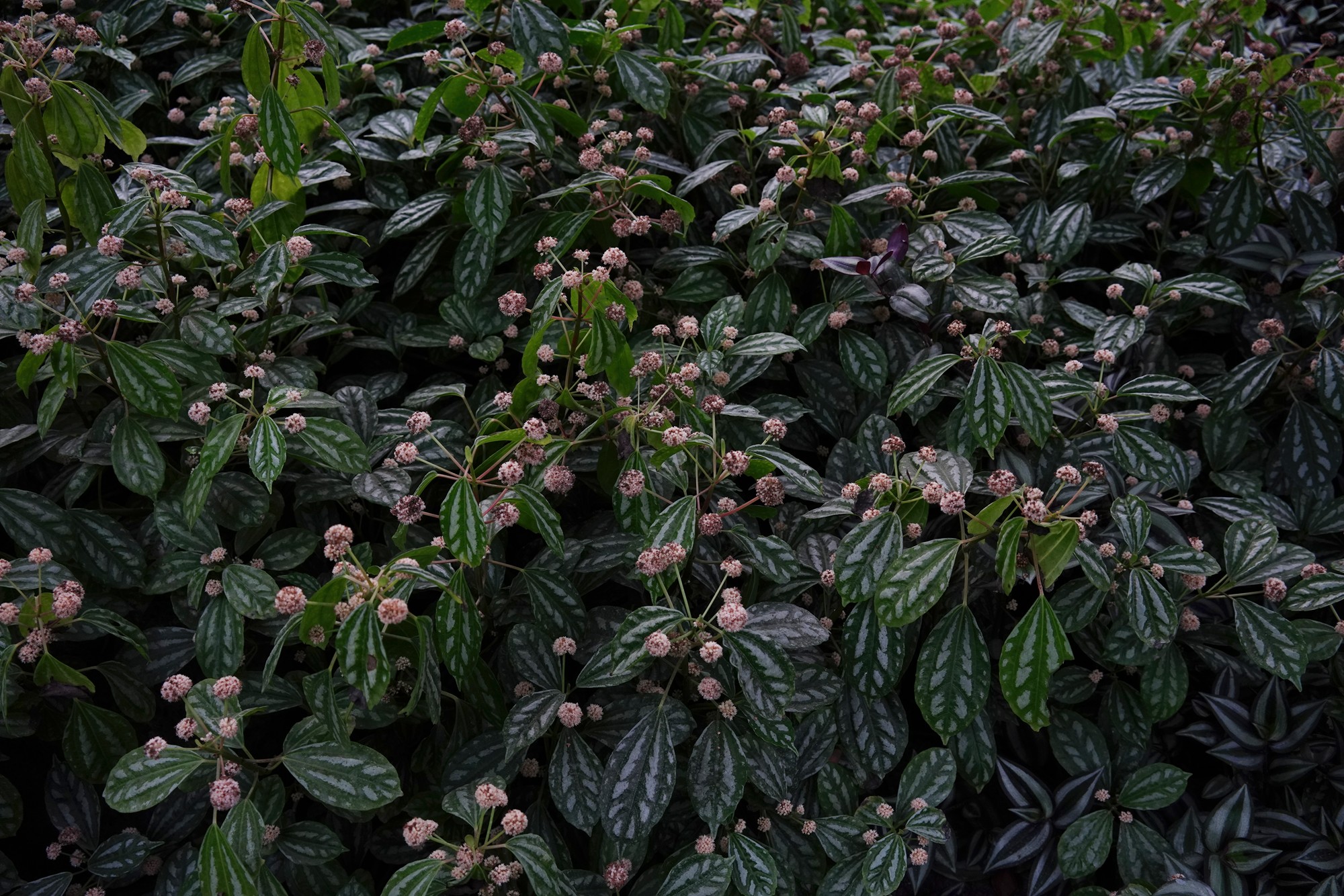 Jeju 18 (75)
