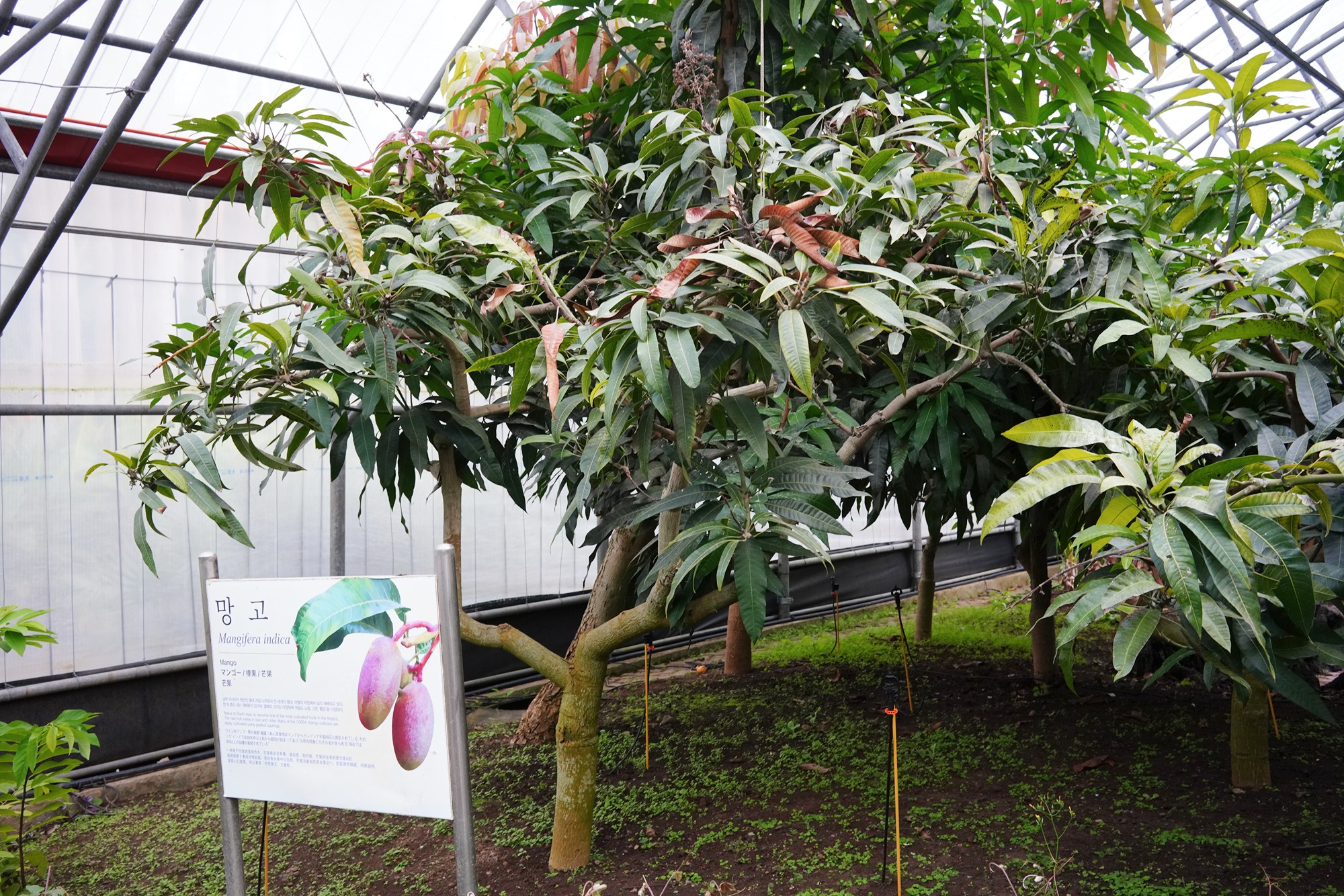 Jeju 18 (79)