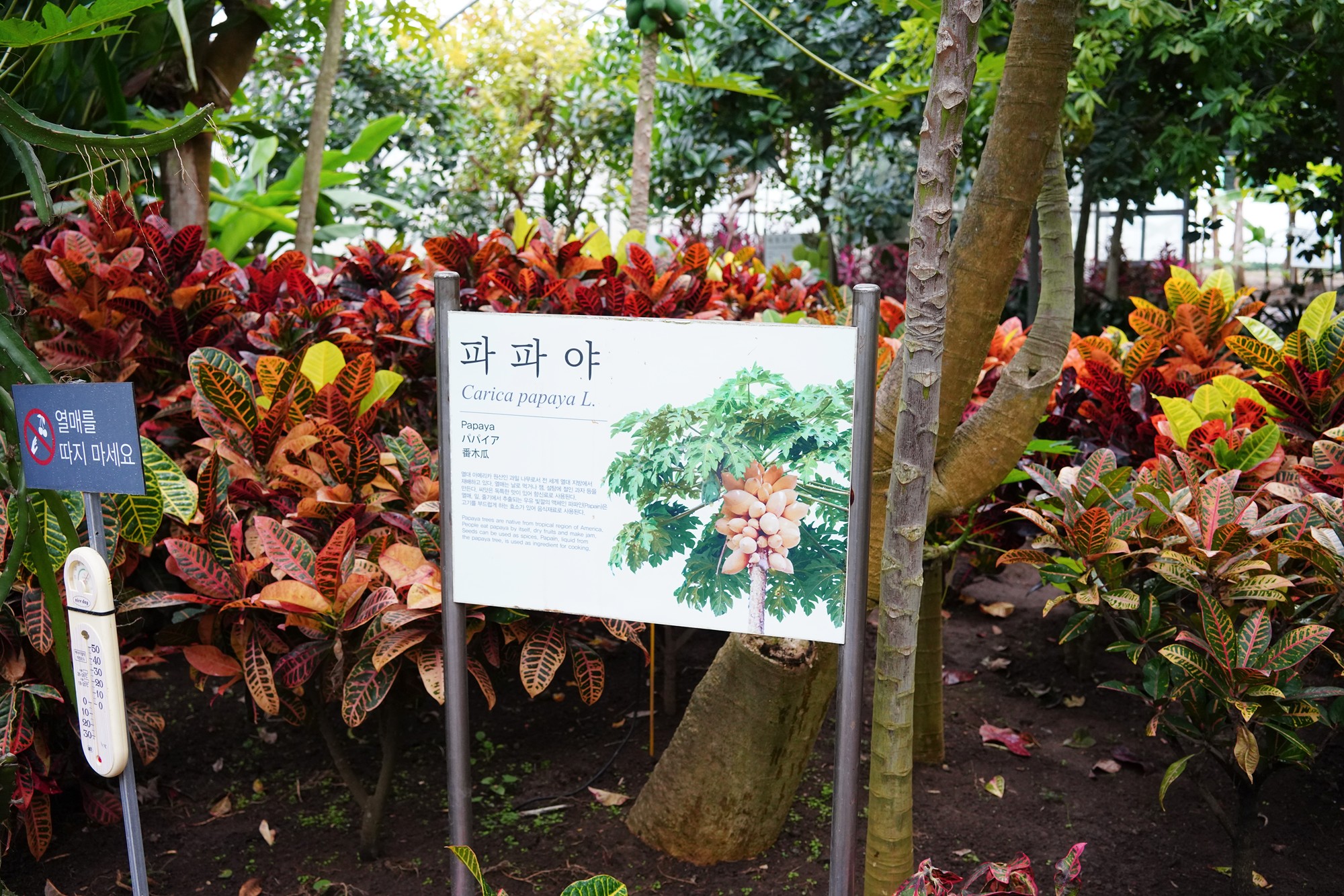 Jeju 18 (82)