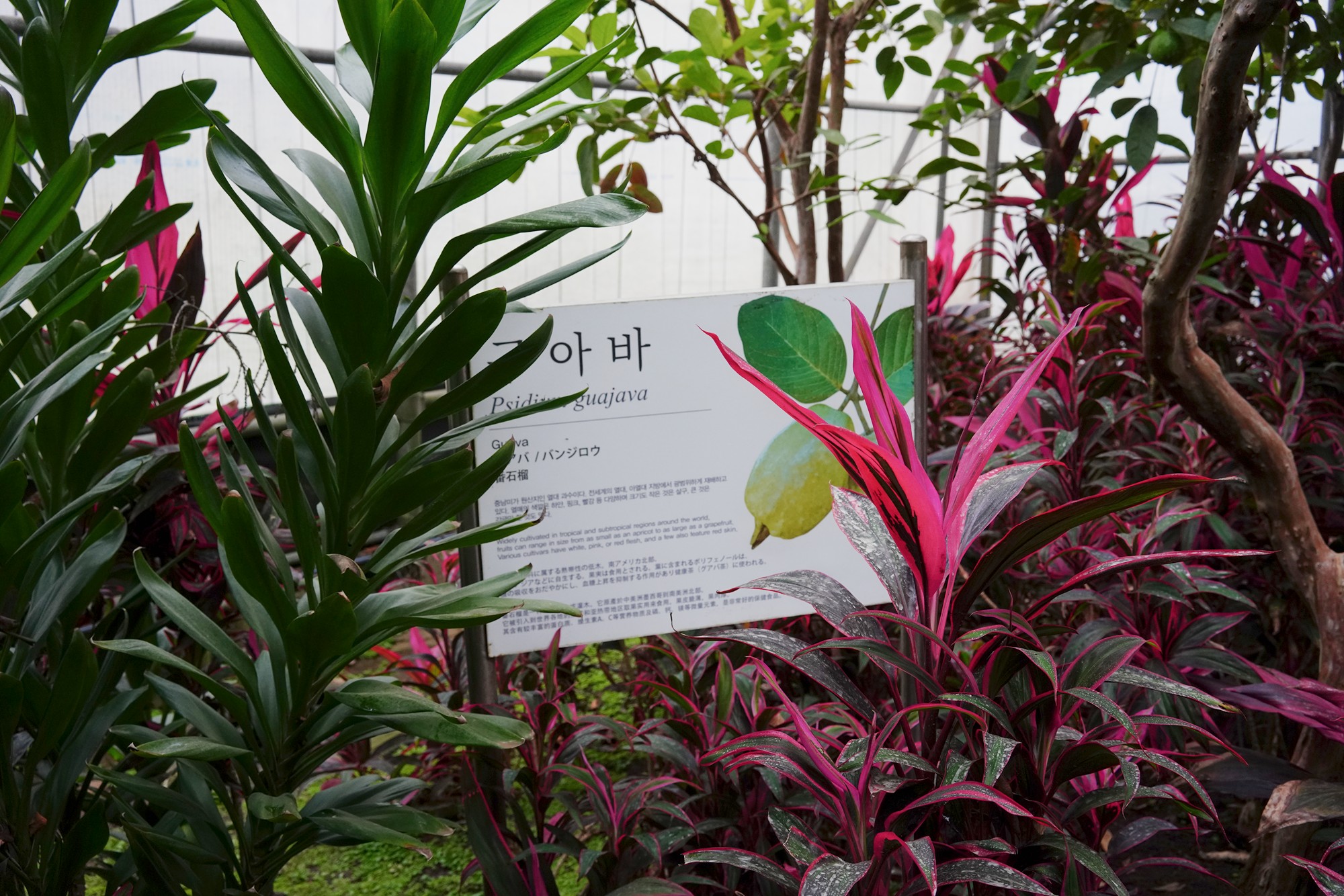 Jeju 18 (84)