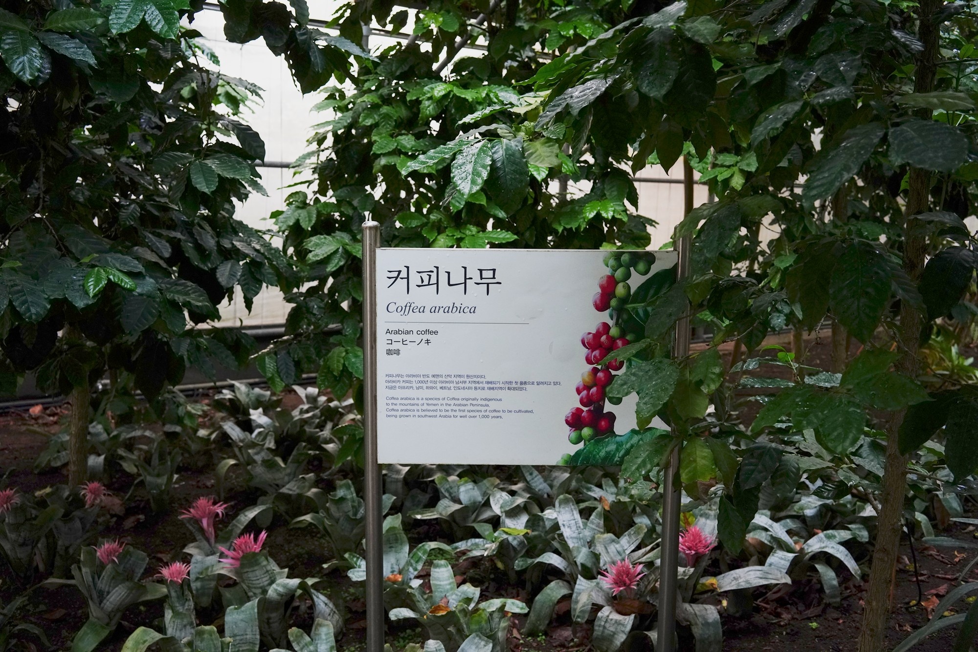Jeju 18 (86)