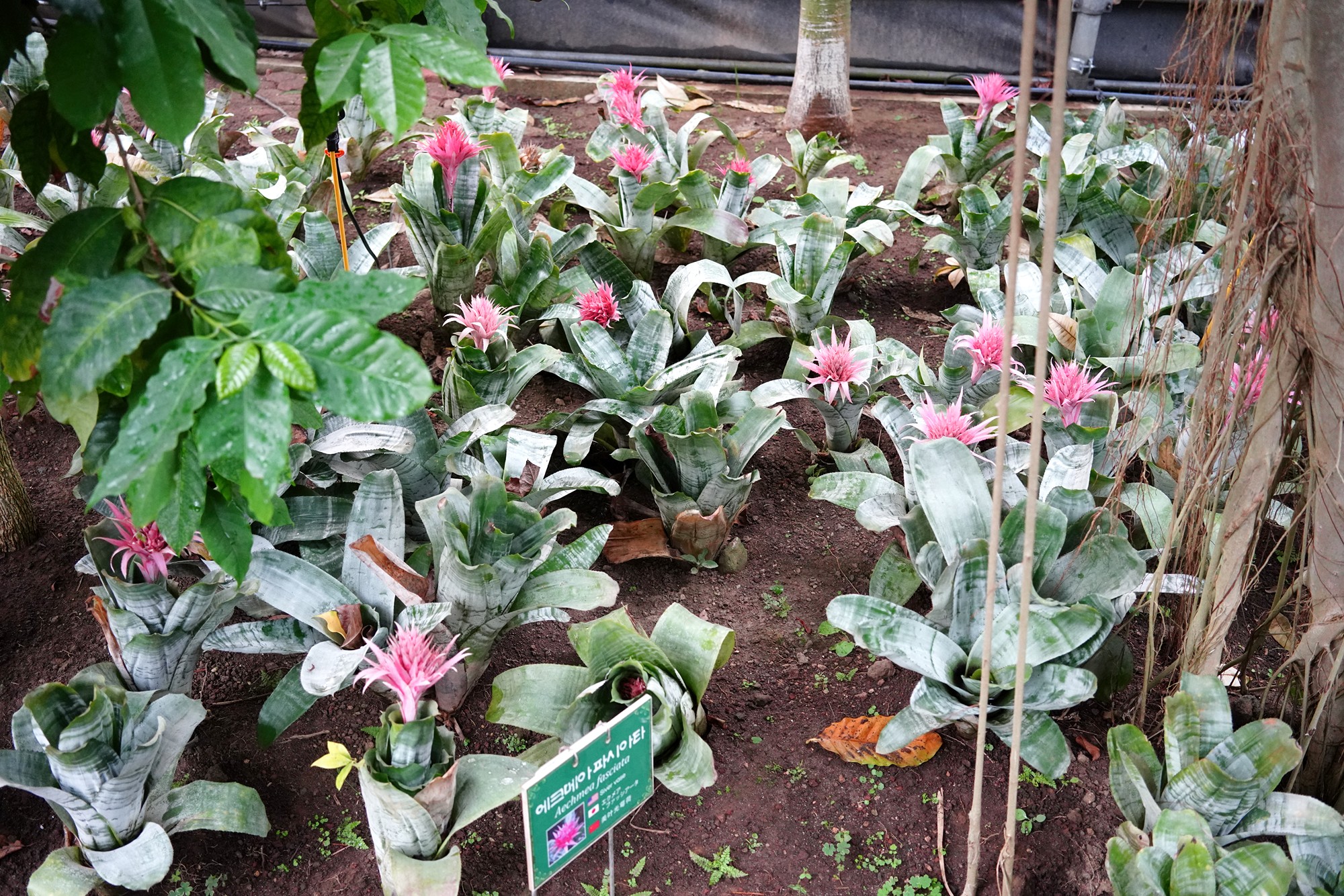 Jeju 18 (88)
